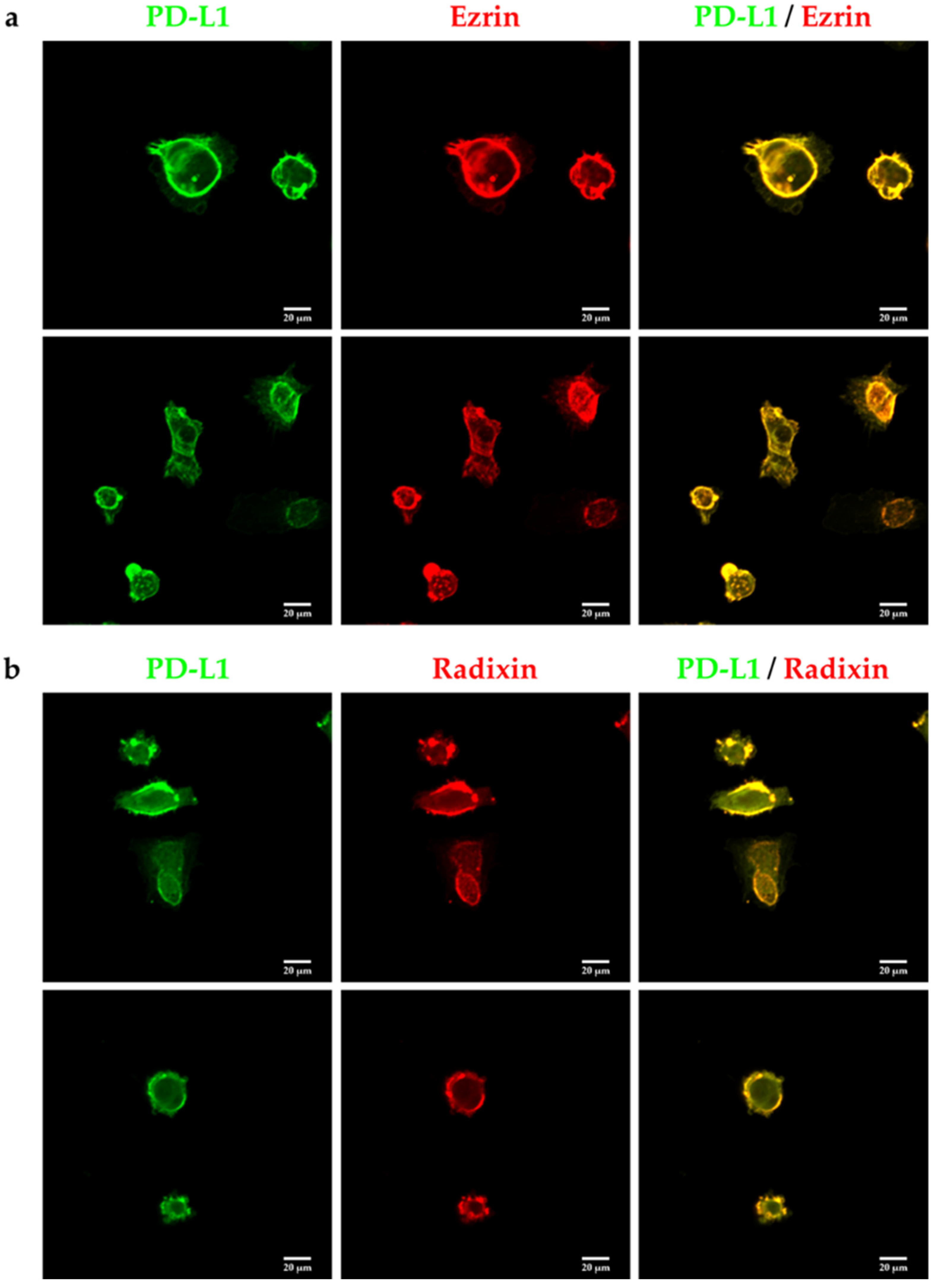 Pharmaceuticals 14 00963 g003