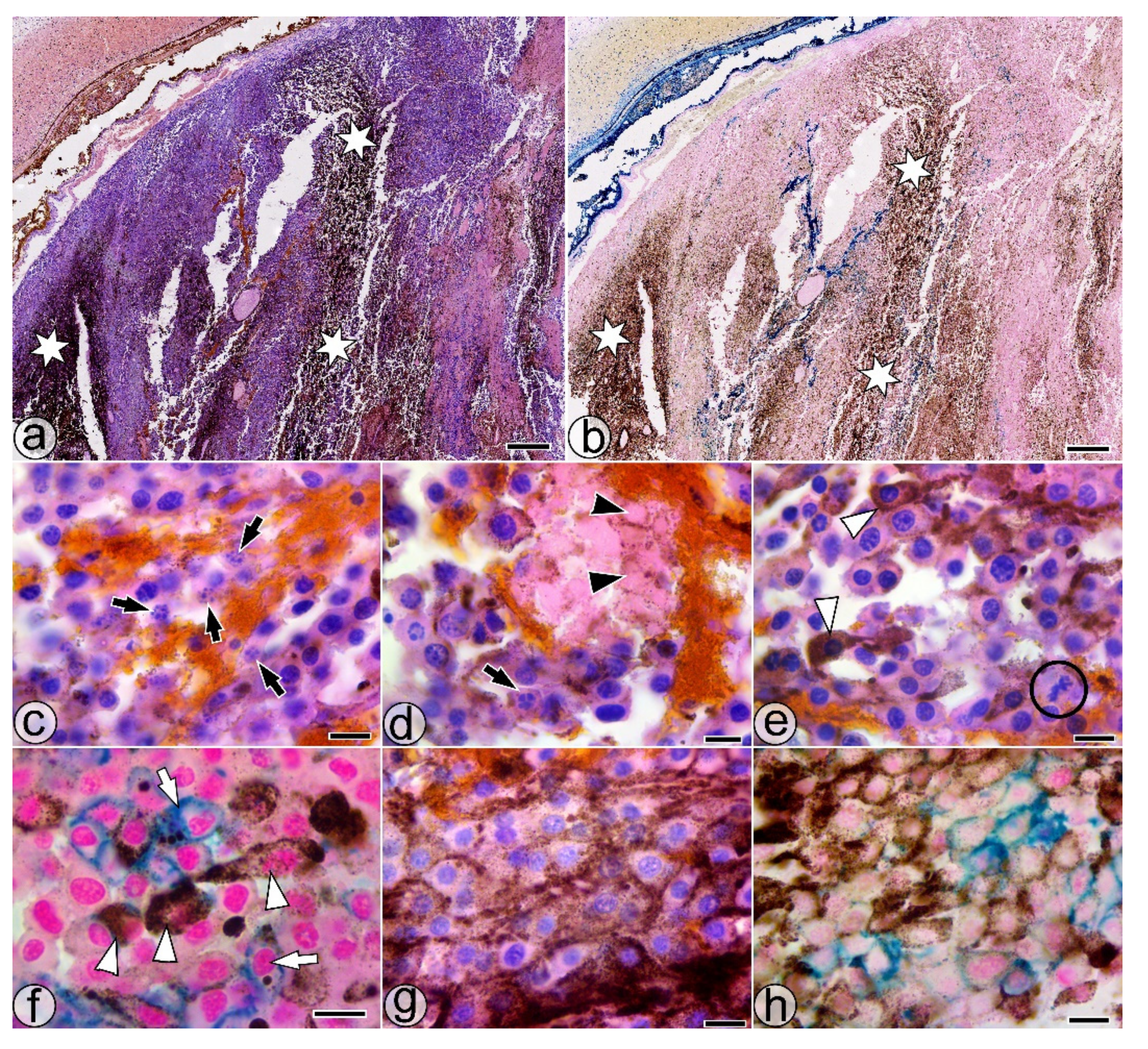 Pharmaceuticals 14 01007 g004