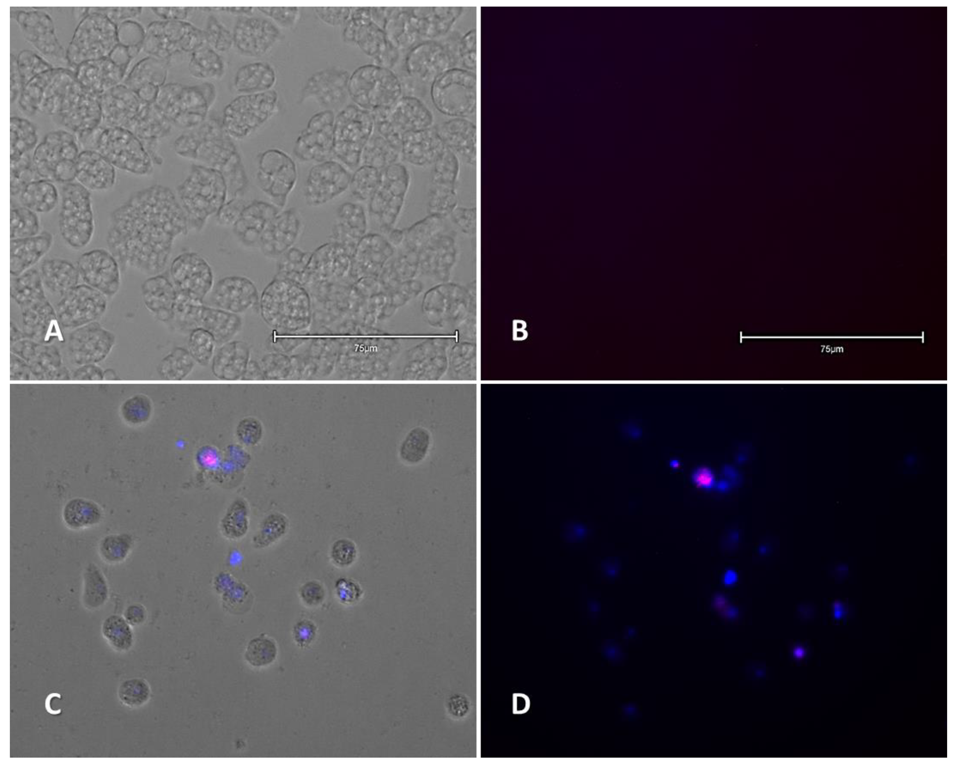 Pharmaceuticals 14 01013 g004