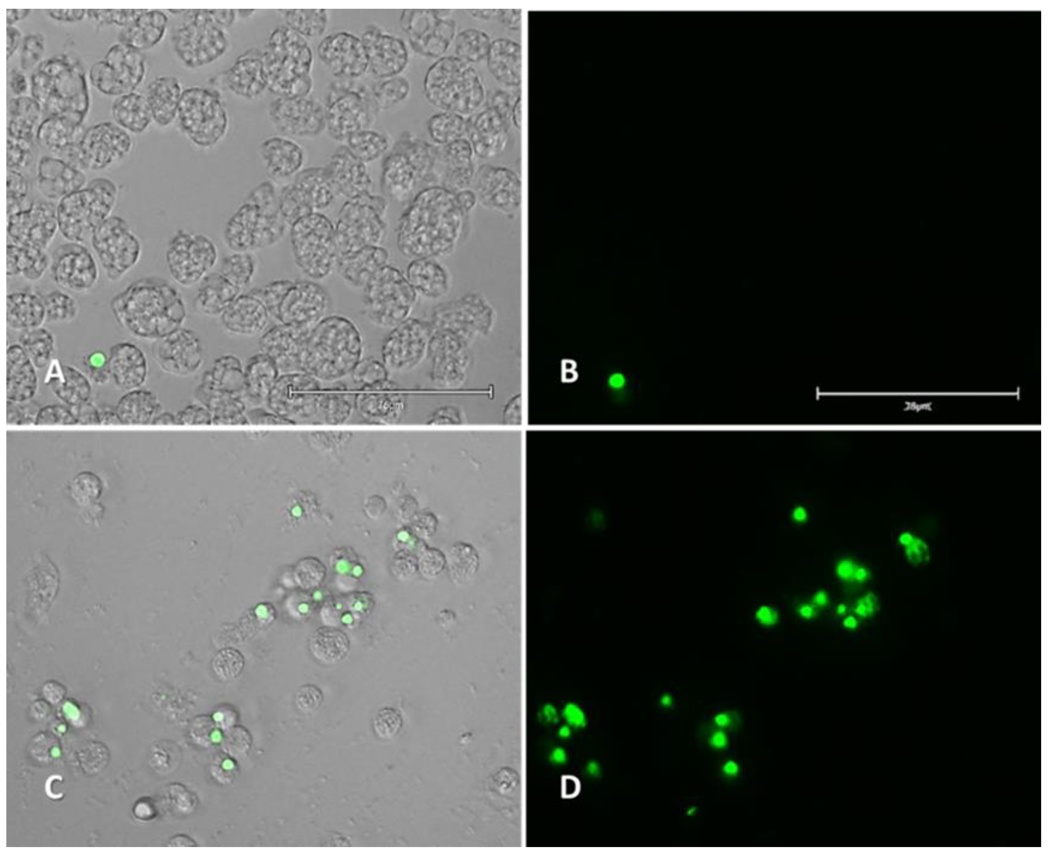 Pharmaceuticals 14 01013 g005