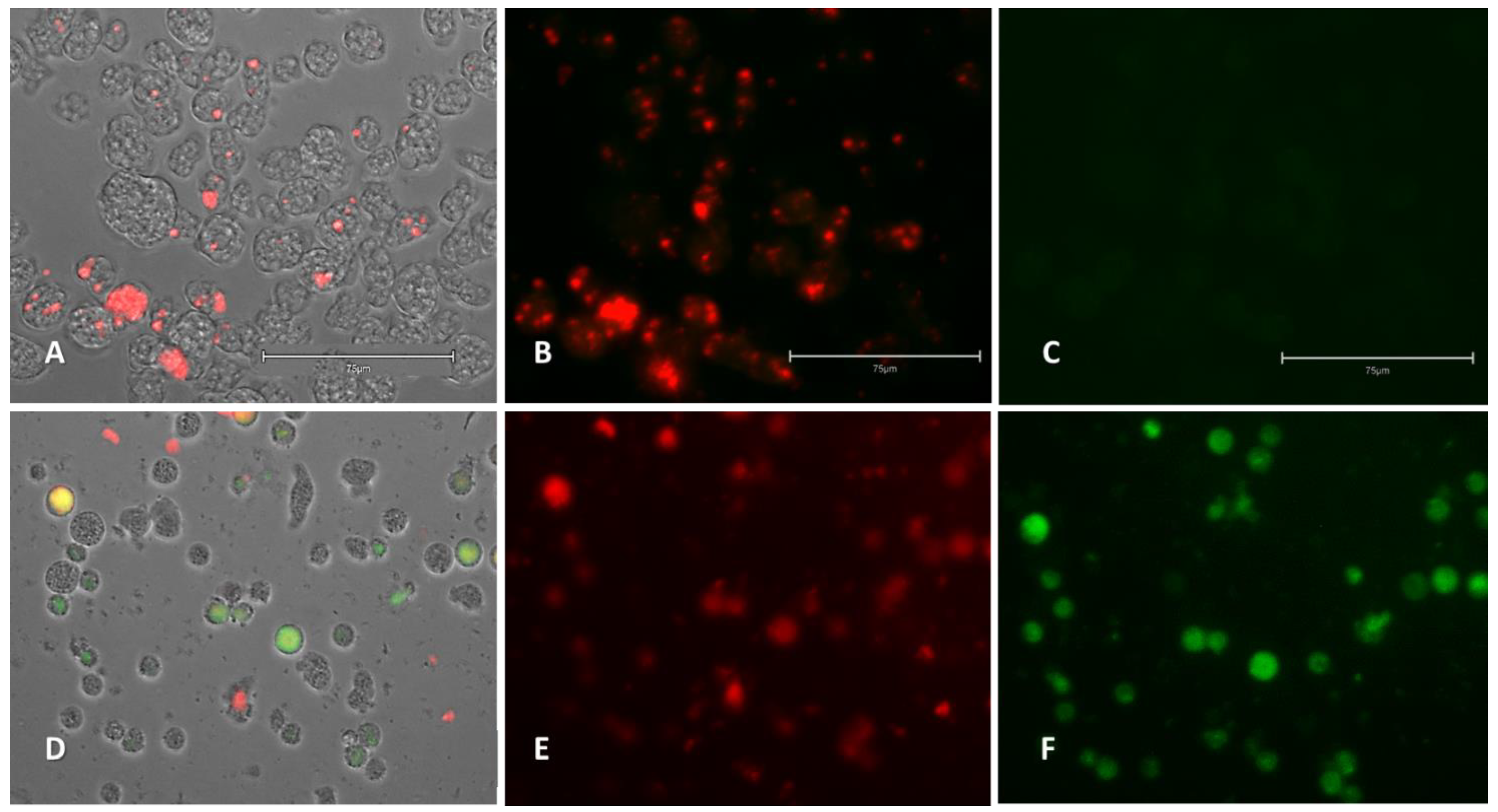 Pharmaceuticals 14 01013 g007
