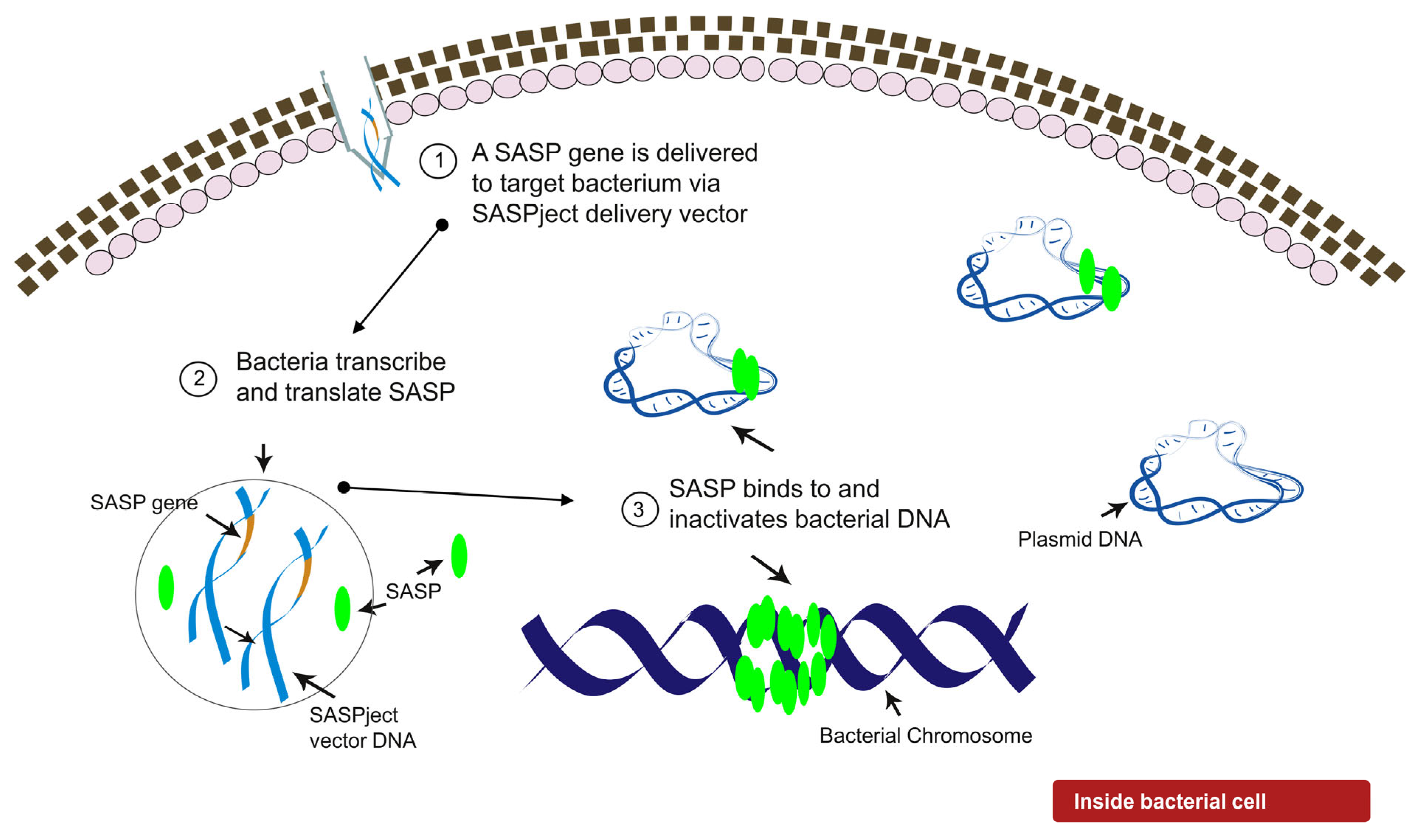 Pharmaceuticals 14 01038 g001