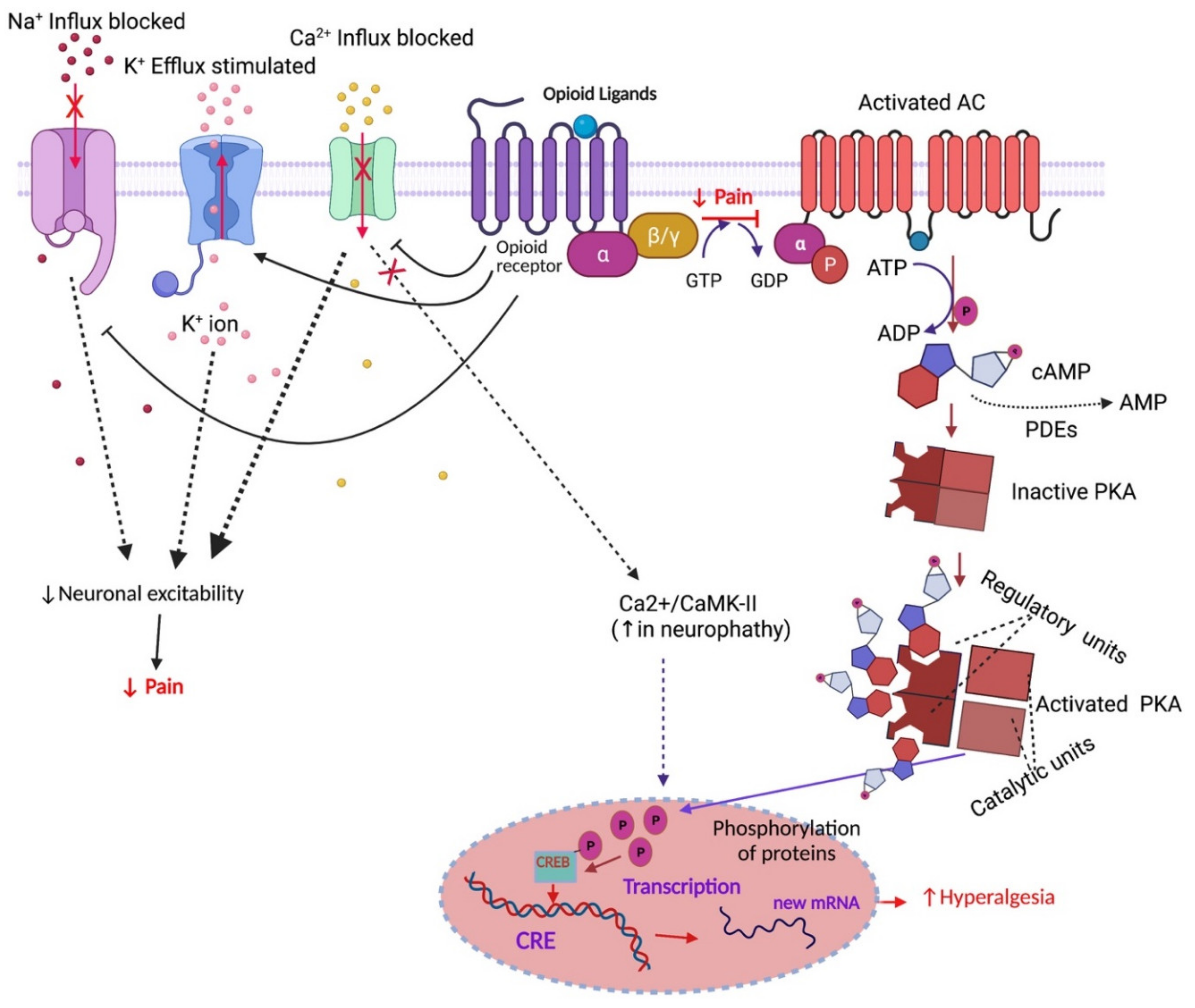 Pharmaceuticals 14 01091 g001