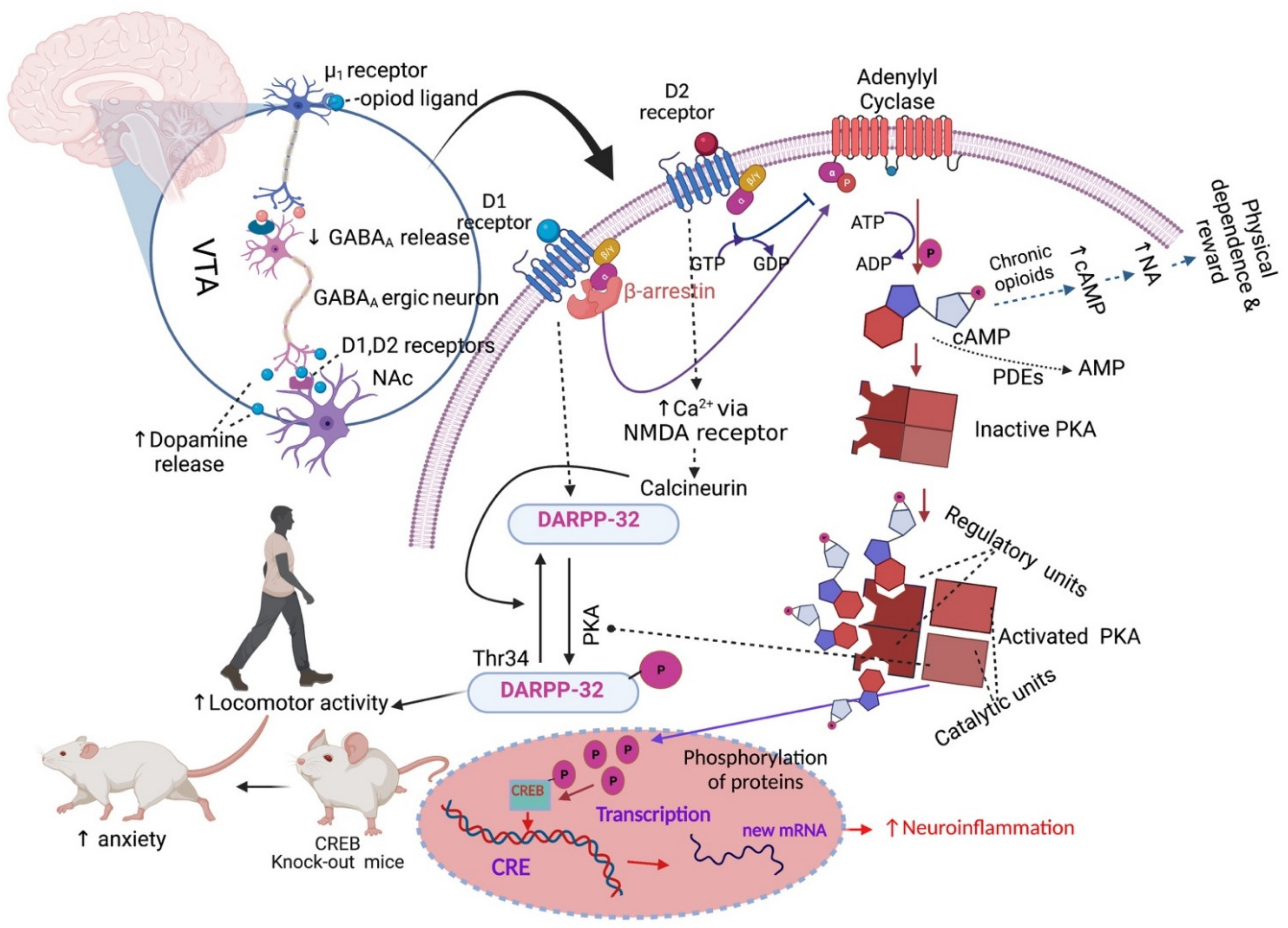 Pharmaceuticals 14 01091 g002