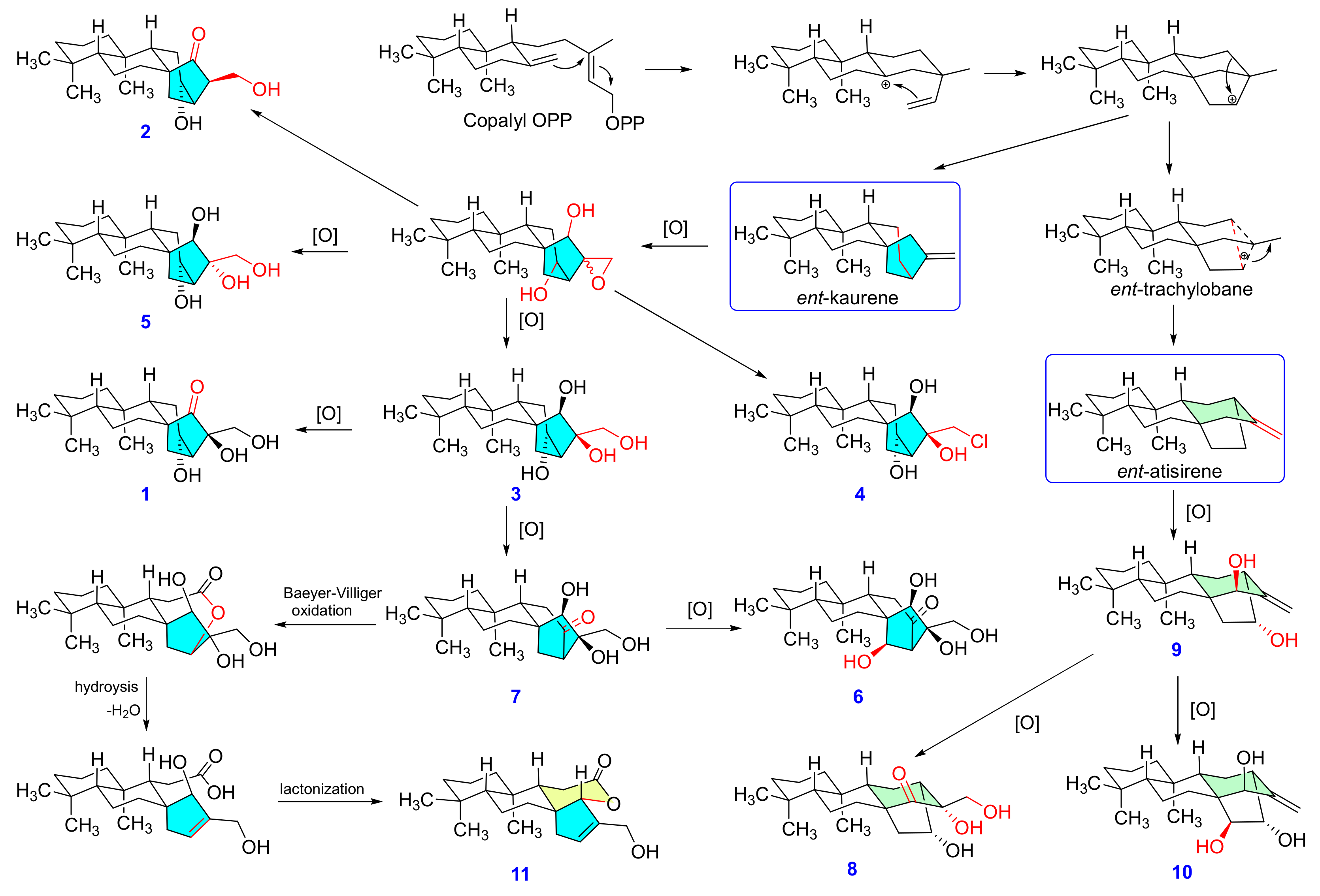 Pharmaceuticals 14 01108 g003