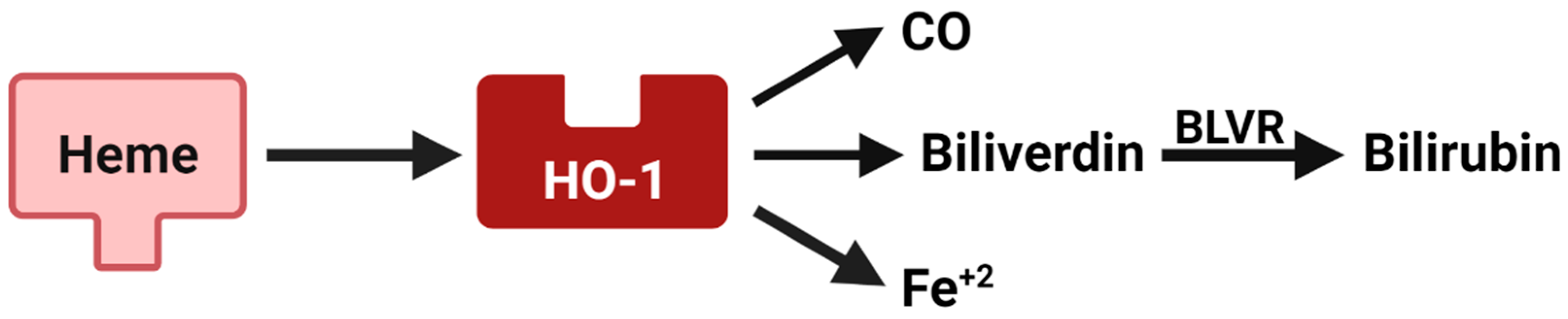 Pharmaceuticals 14 01122 g004