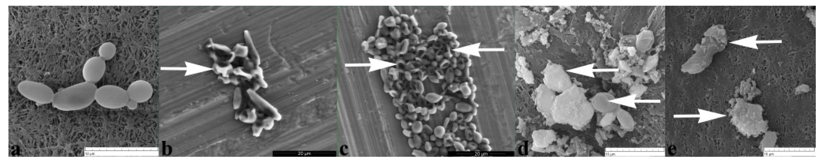 Pharmaceuticals 14 01130 g005