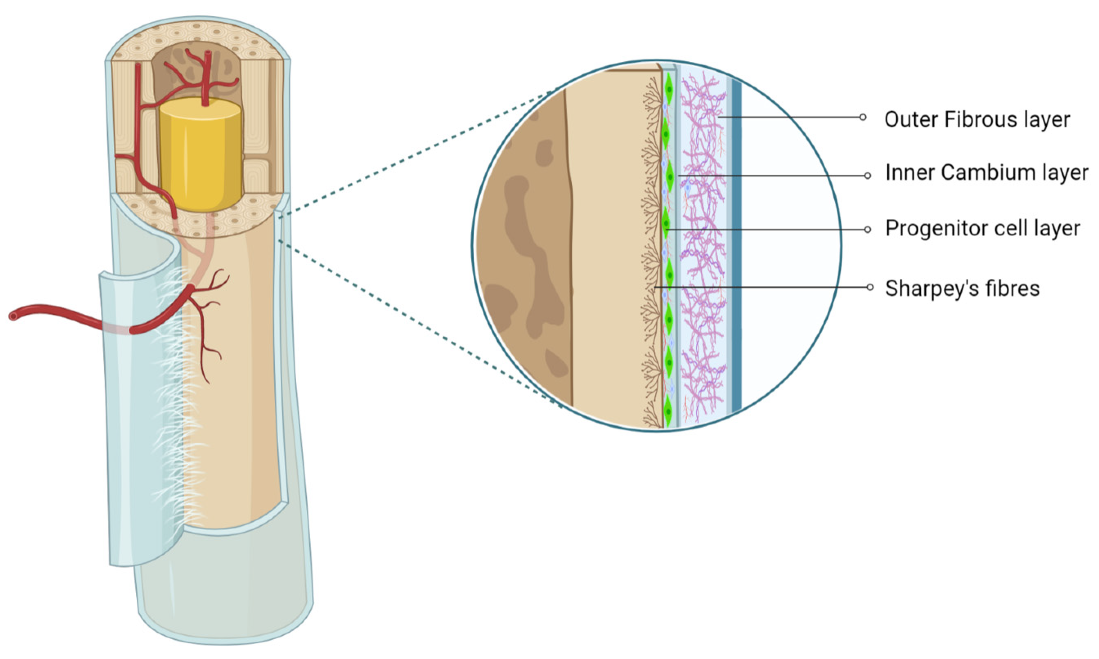 Pharmaceuticals 14 01133 g001
