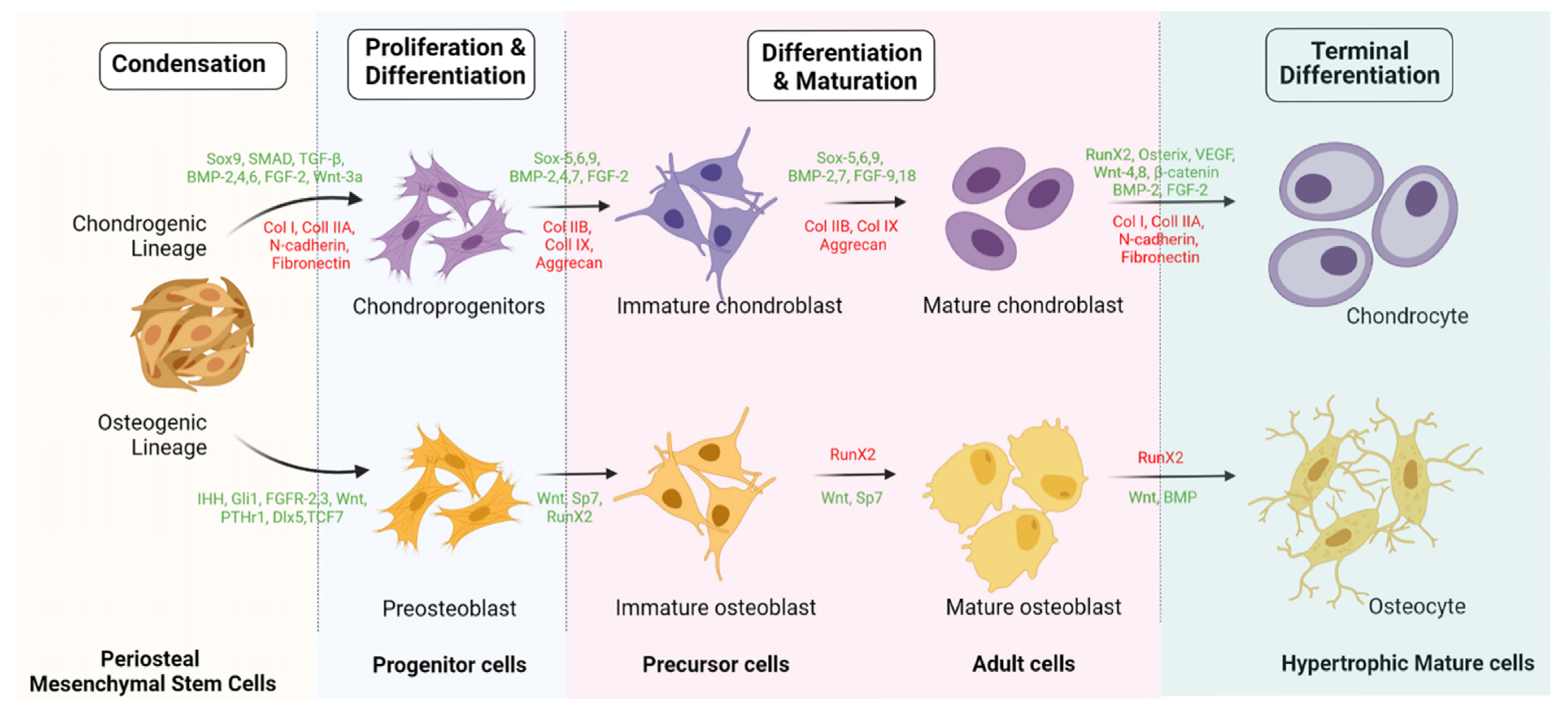 Pharmaceuticals 14 01133 g003