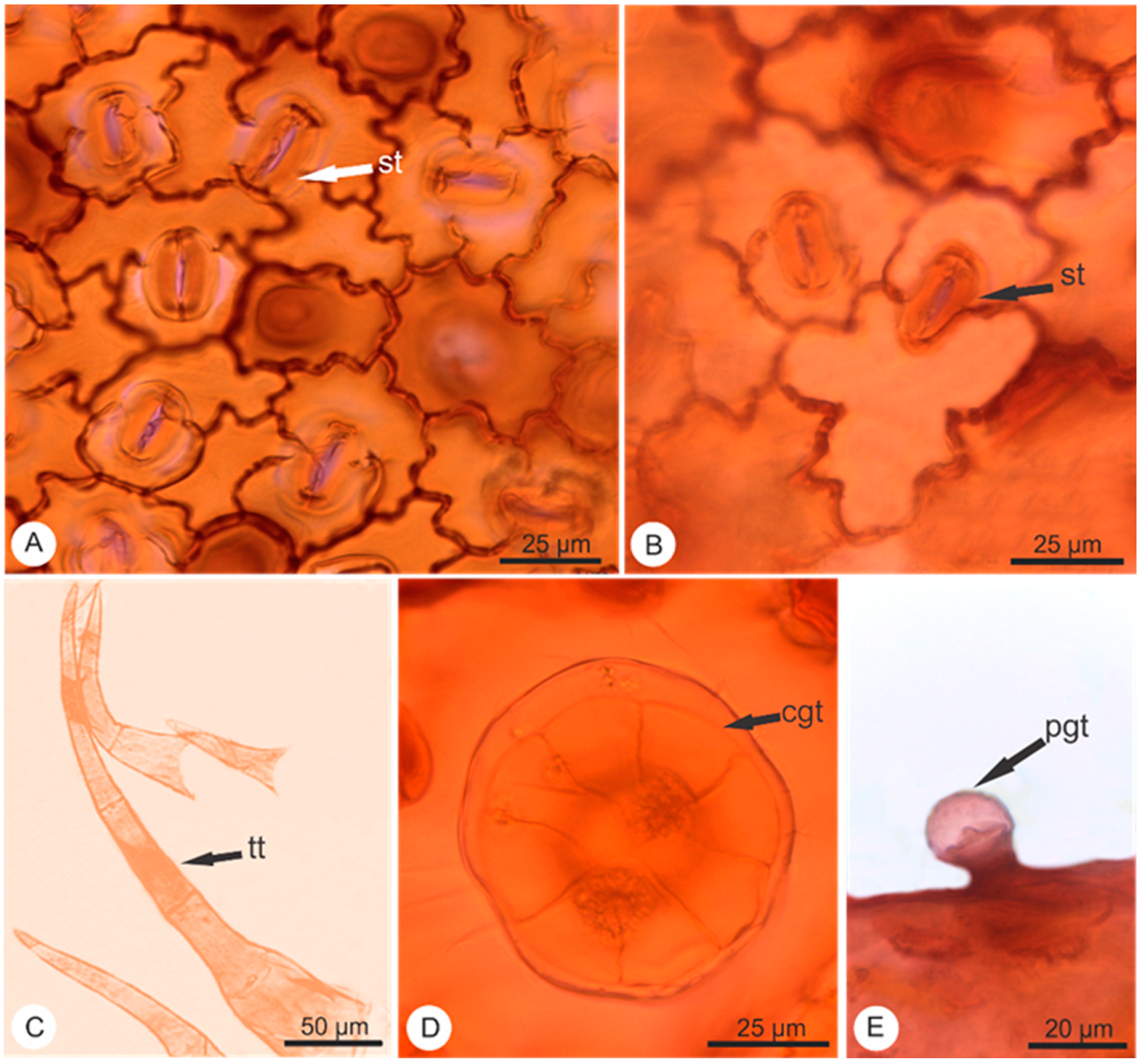 Pharmaceuticals 14 01152 g001