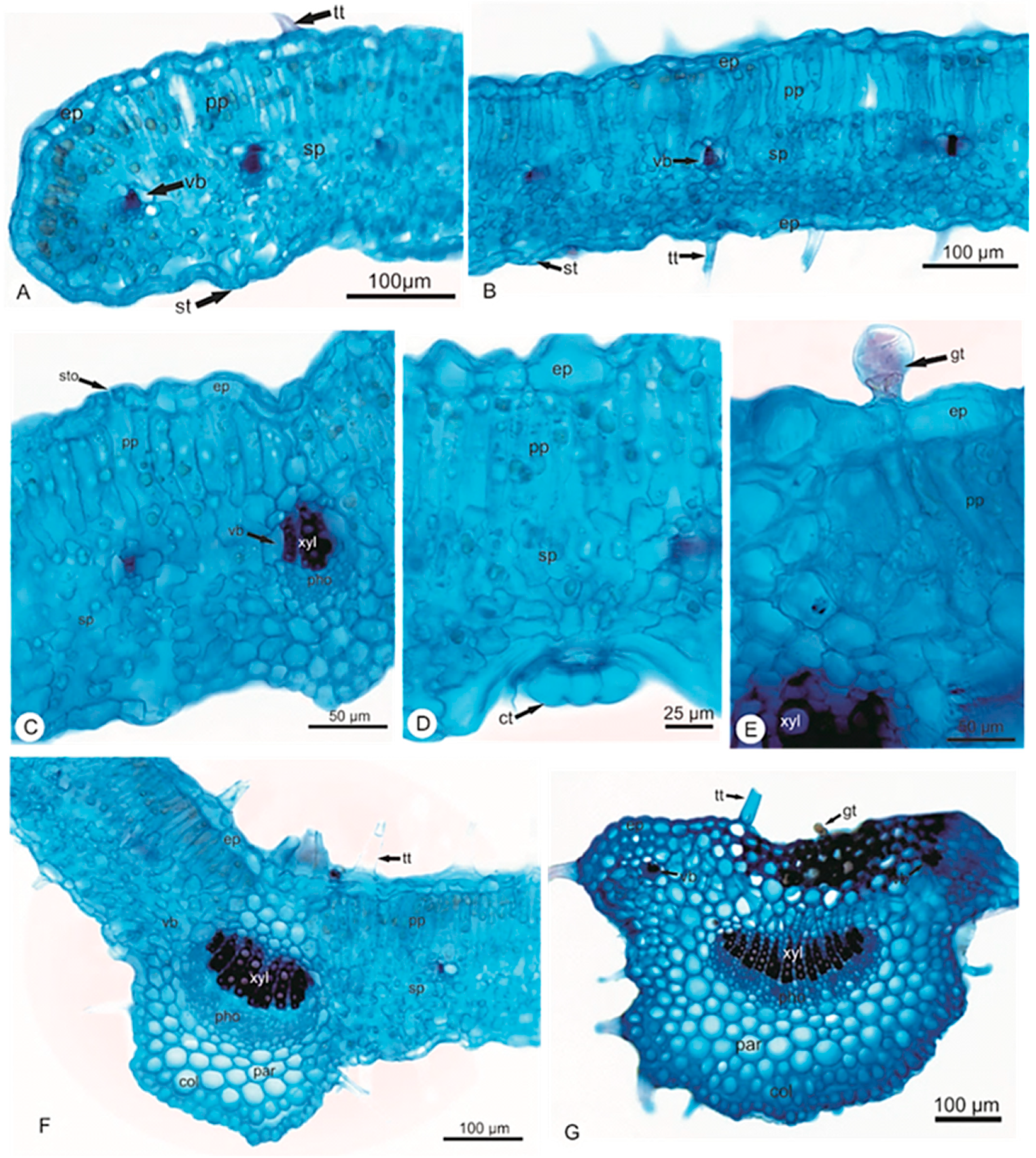 Pharmaceuticals 14 01152 g002