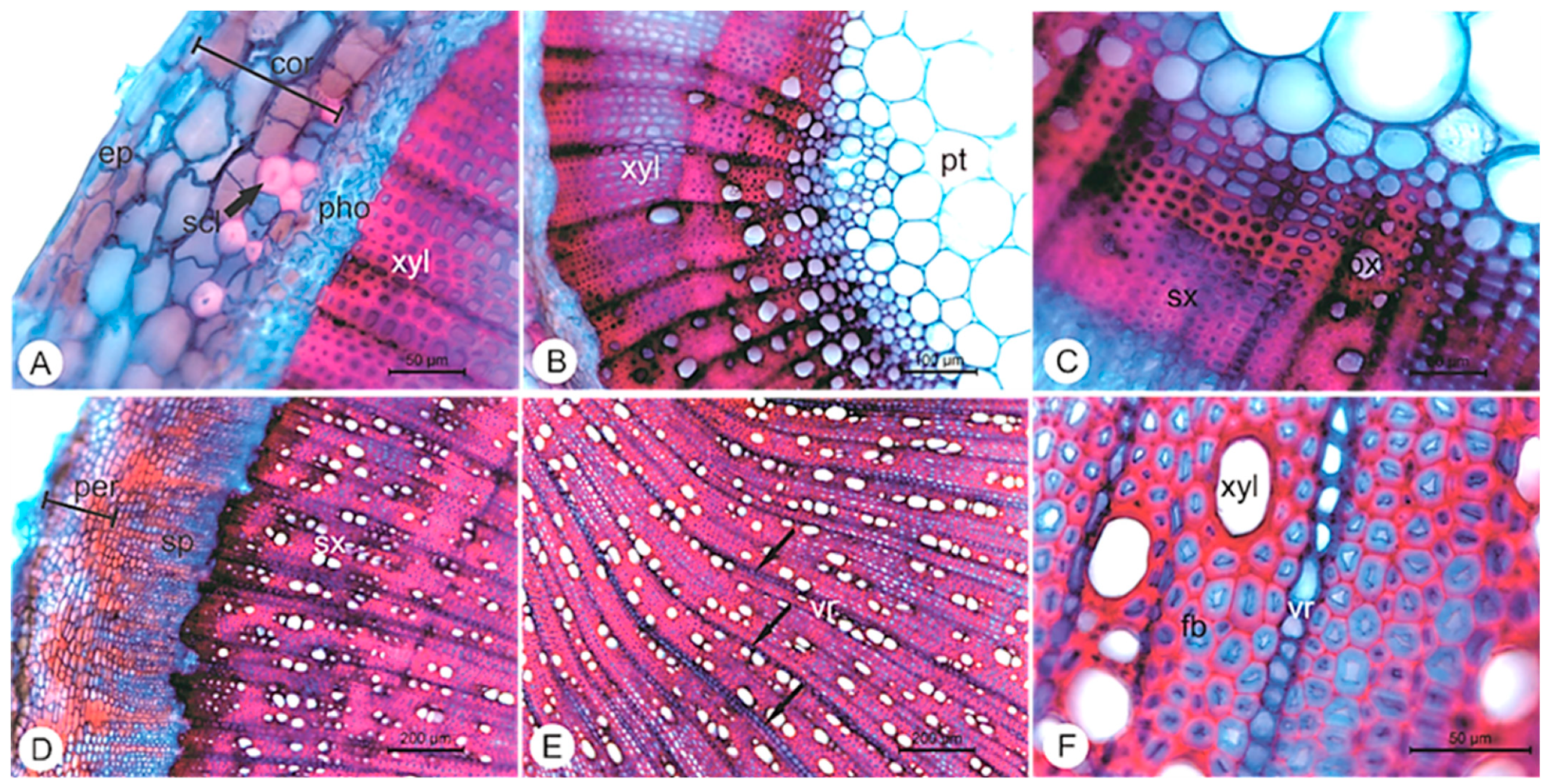Pharmaceuticals 14 01152 g003