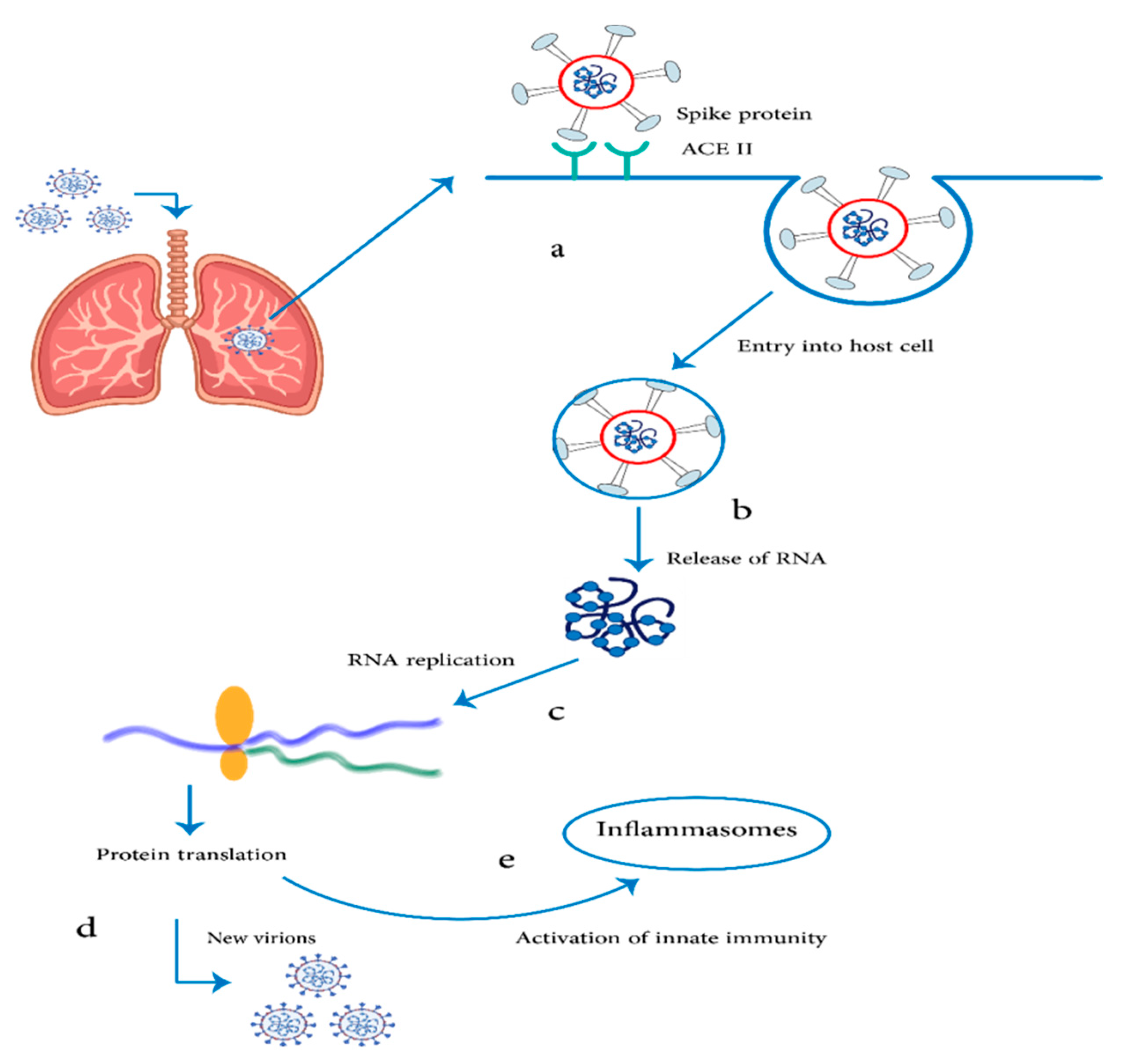 Pharmaceuticals 14 01173 g003