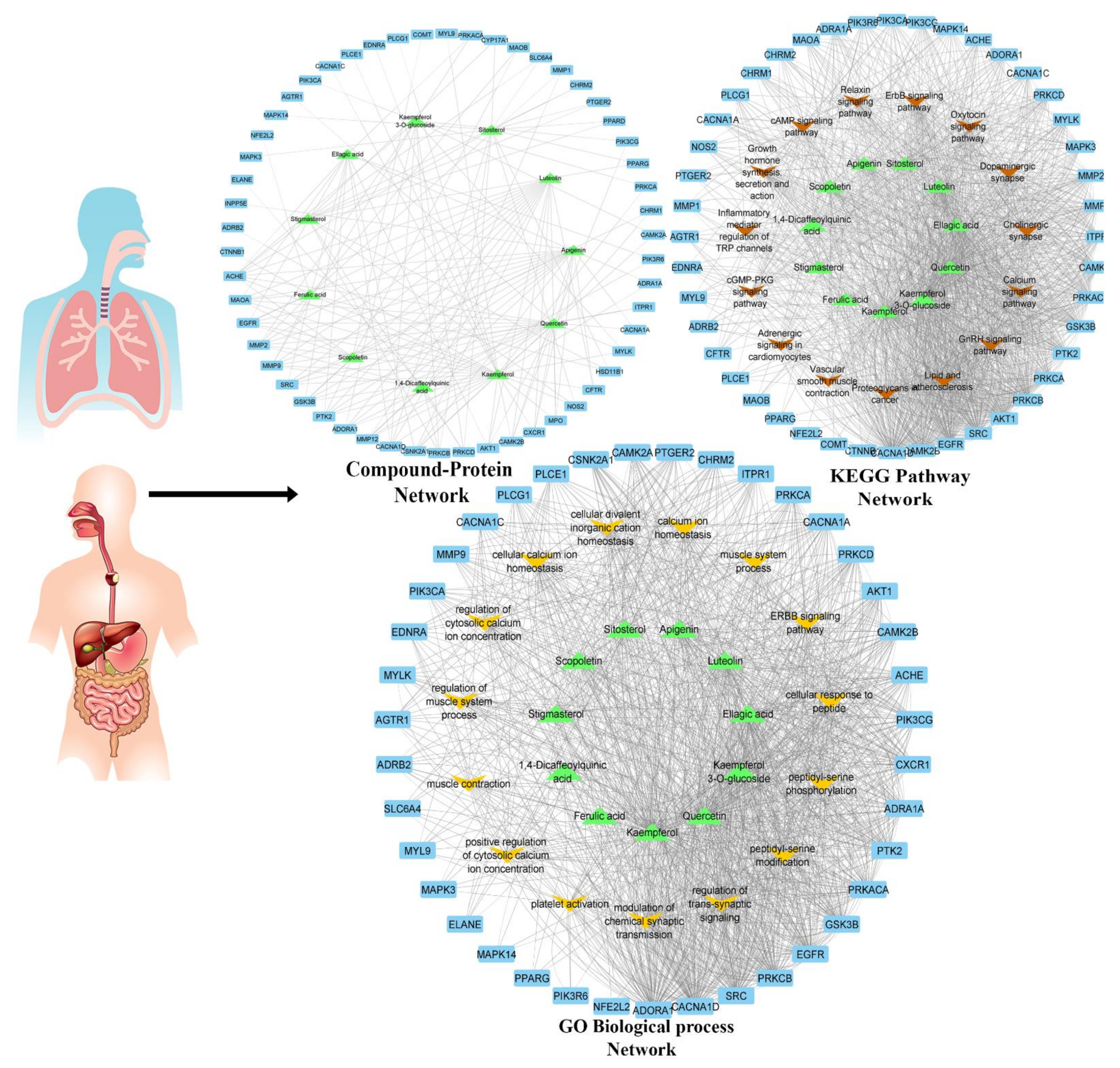 Pharmaceuticals 14 01197 g004