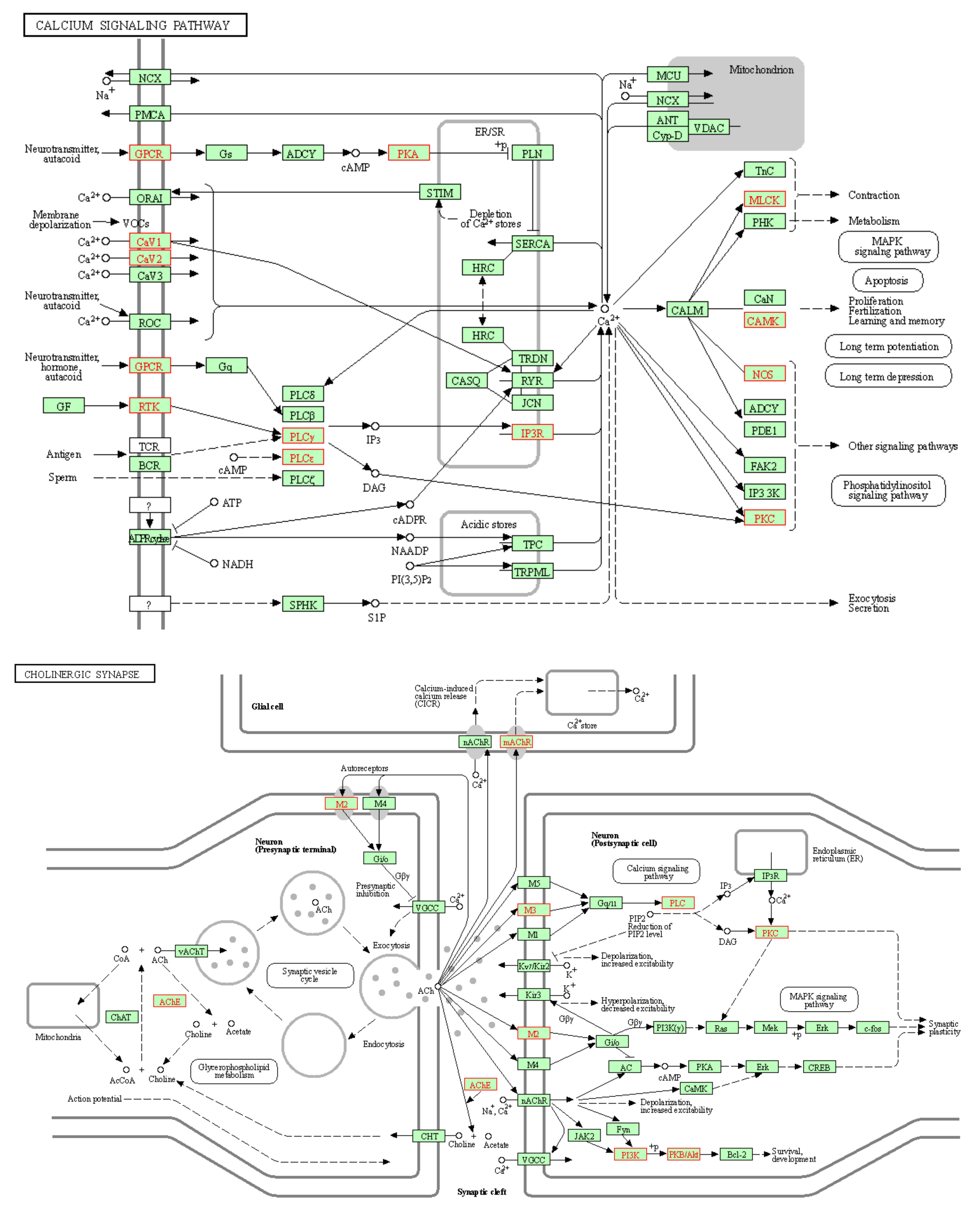 Pharmaceuticals 14 01197 g005
