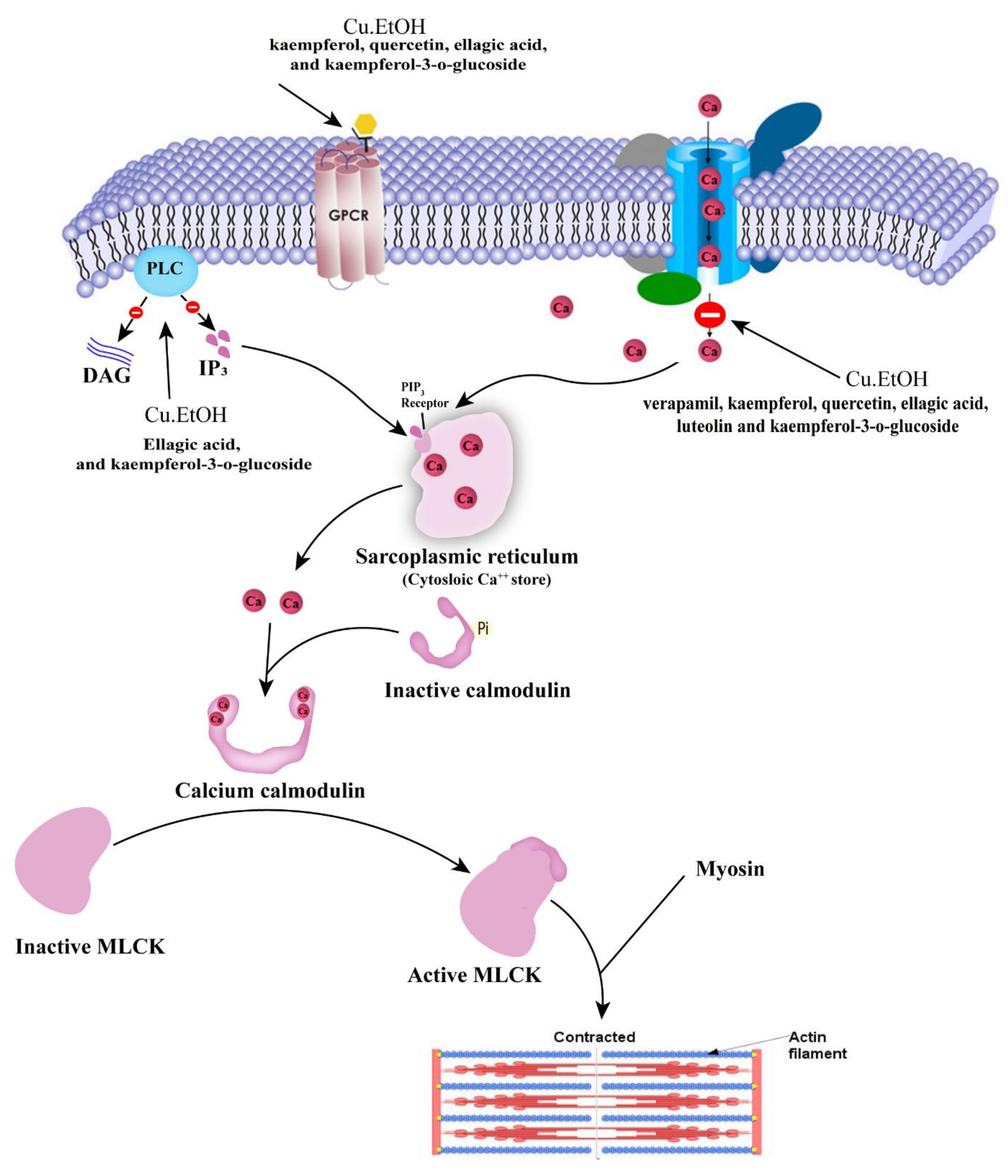 Pharmaceuticals 14 01197 g012