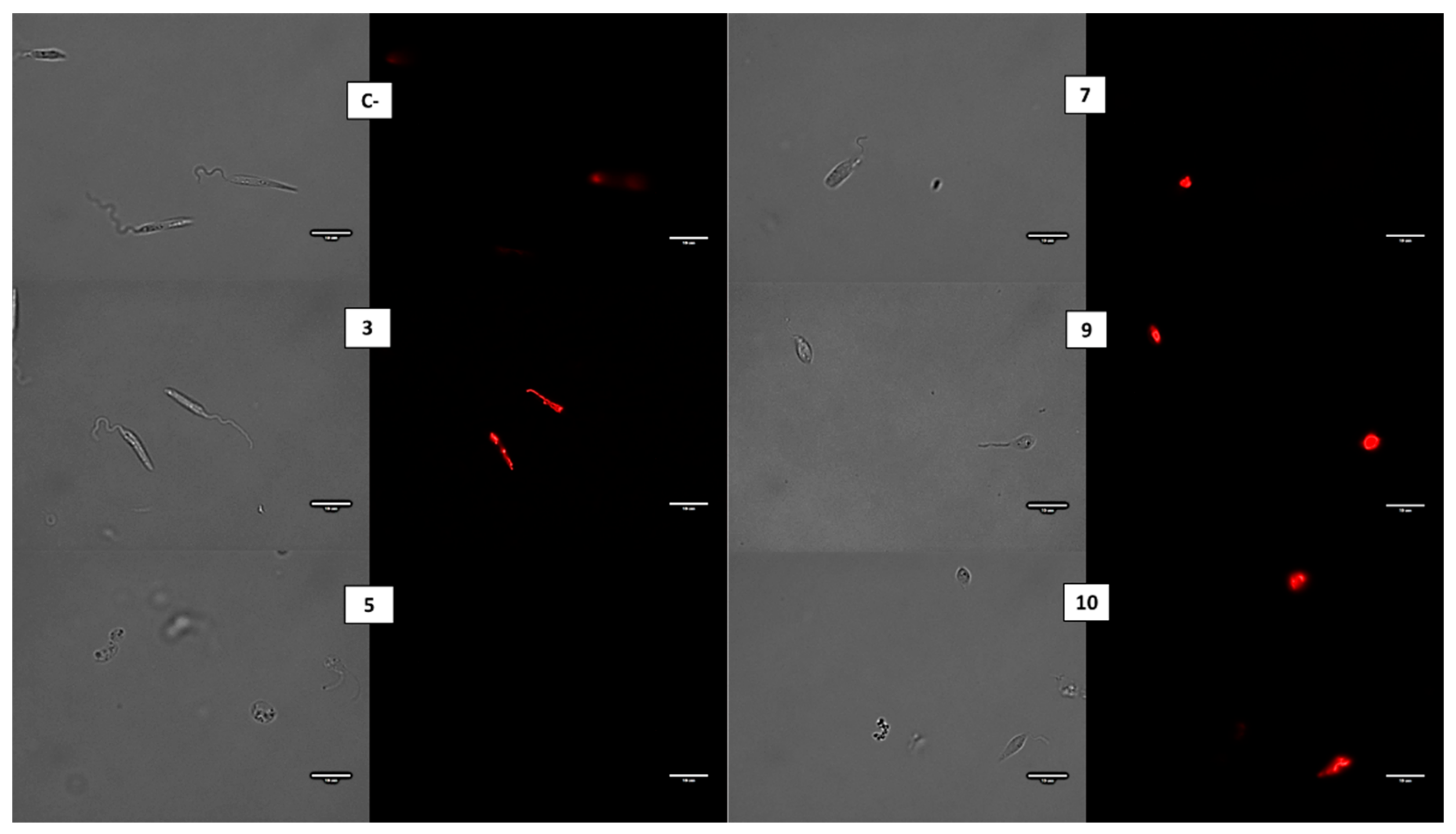 Pharmaceuticals 14 01219 g003