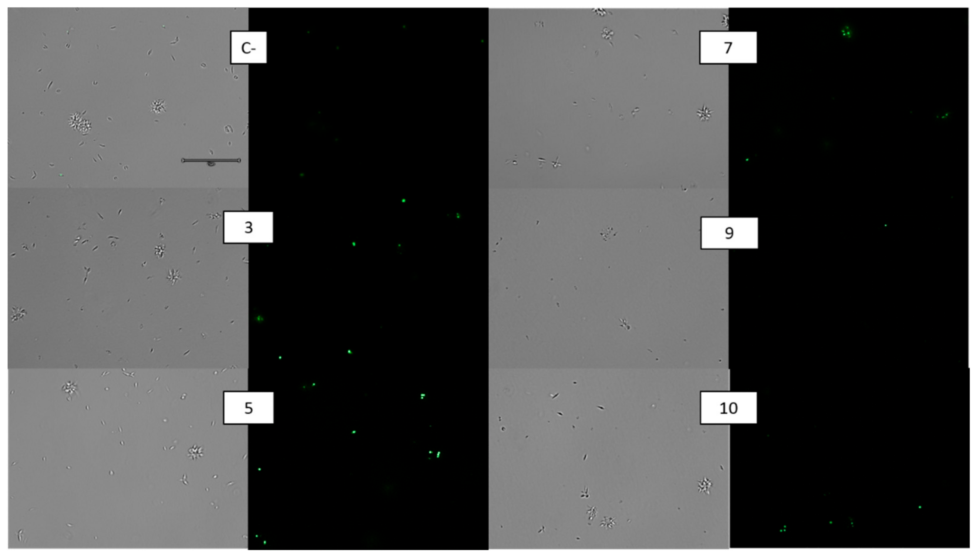 Pharmaceuticals 14 01219 g005