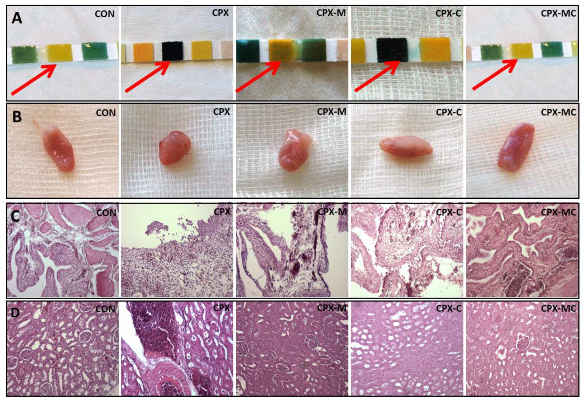 Pharmaceuticals 14 01237 g004