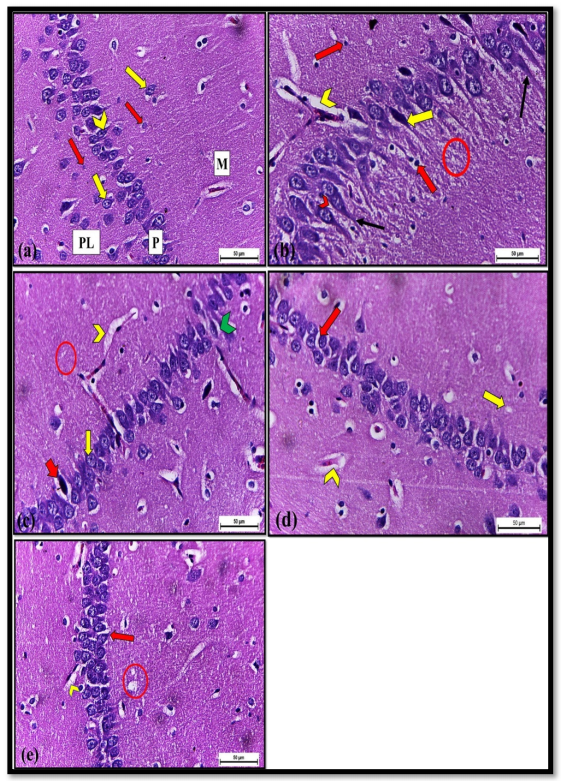 Pharmaceuticals 14 01305 g003