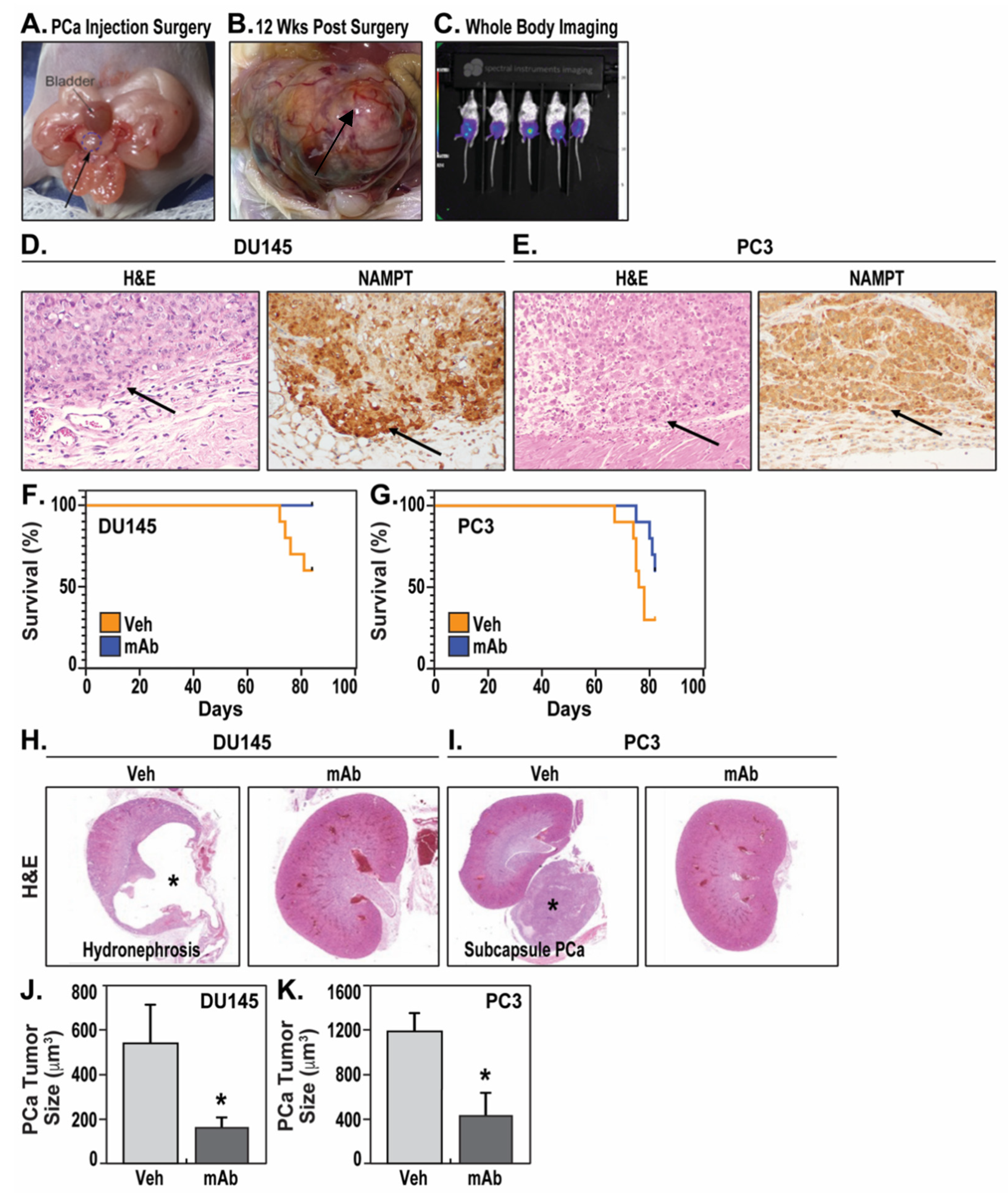 Pharmaceuticals 14 01322 g001