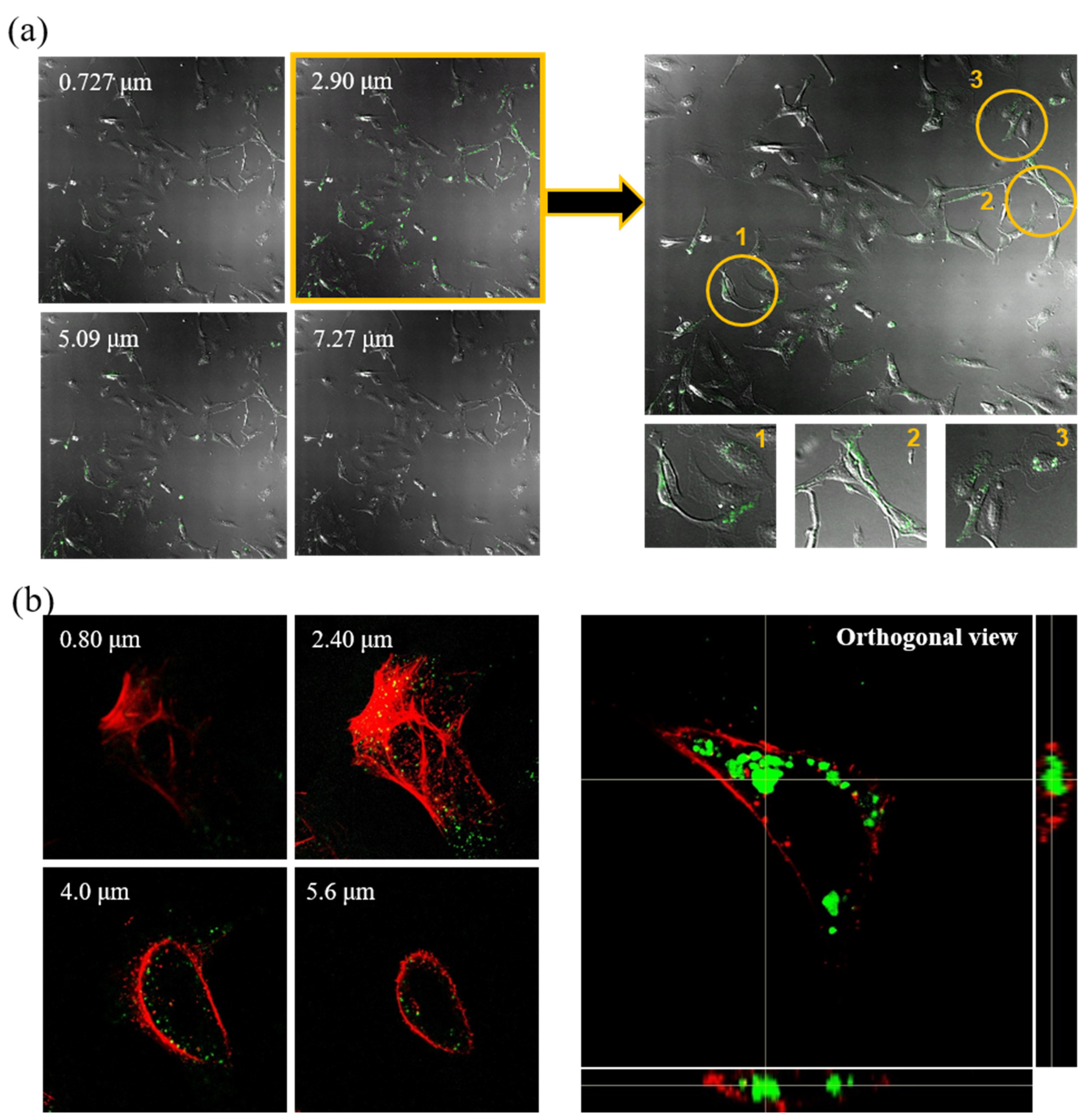 Pharmaceuticals 15 00017 g003