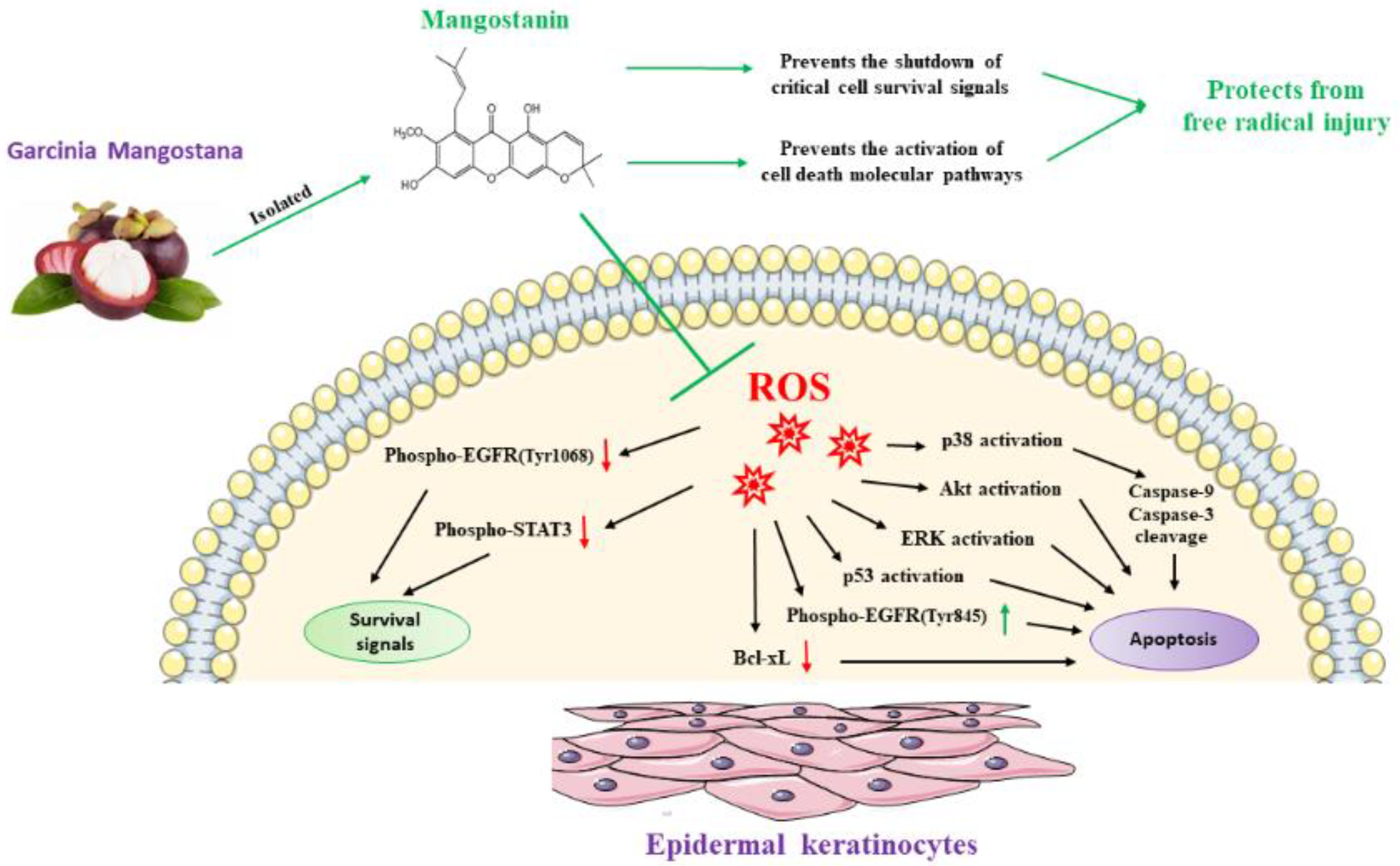 Pharmaceuticals 15 00084 g007