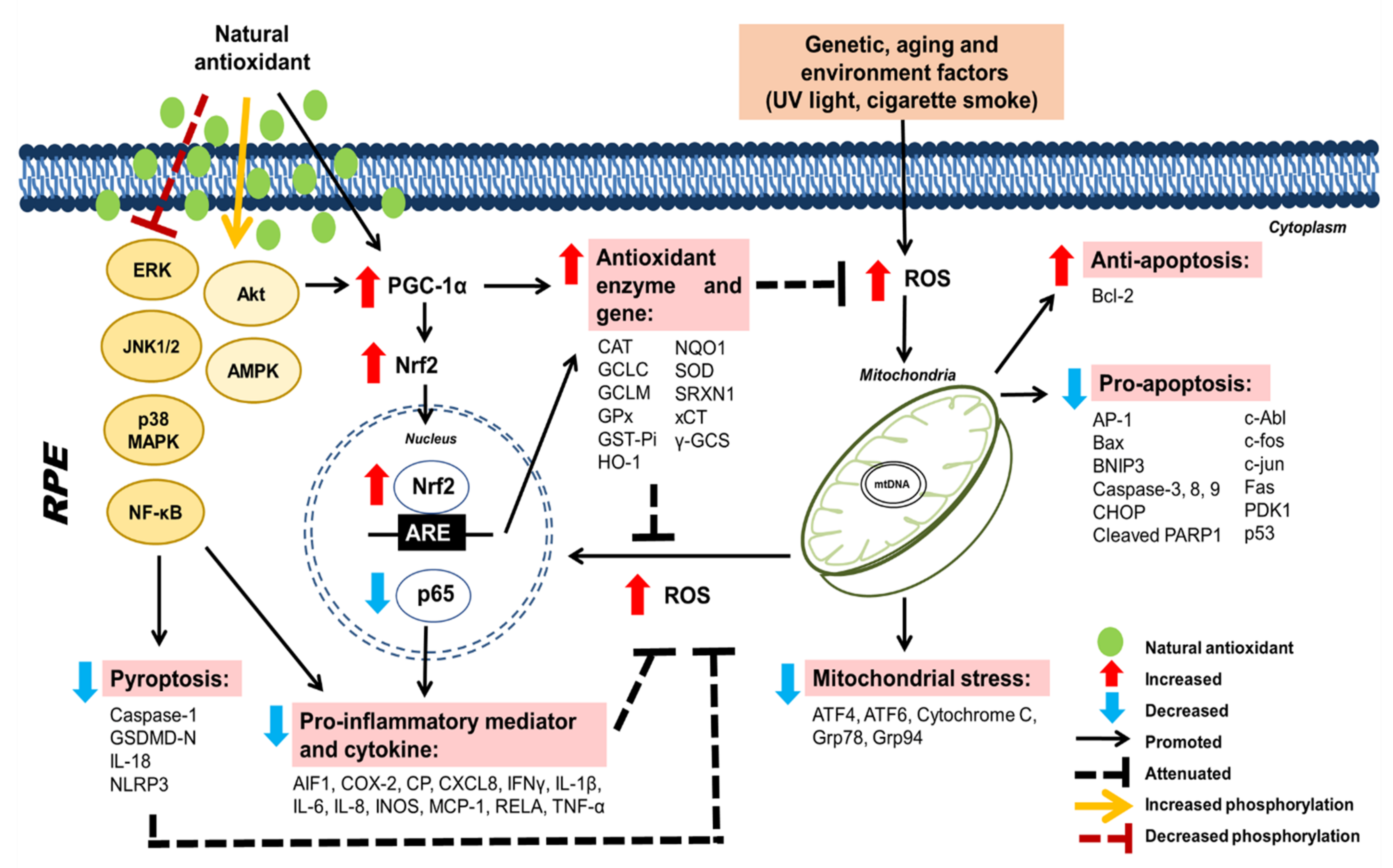 Pharmaceuticals 15 00101 g003 Pharmaceuticals 15 00101 g003