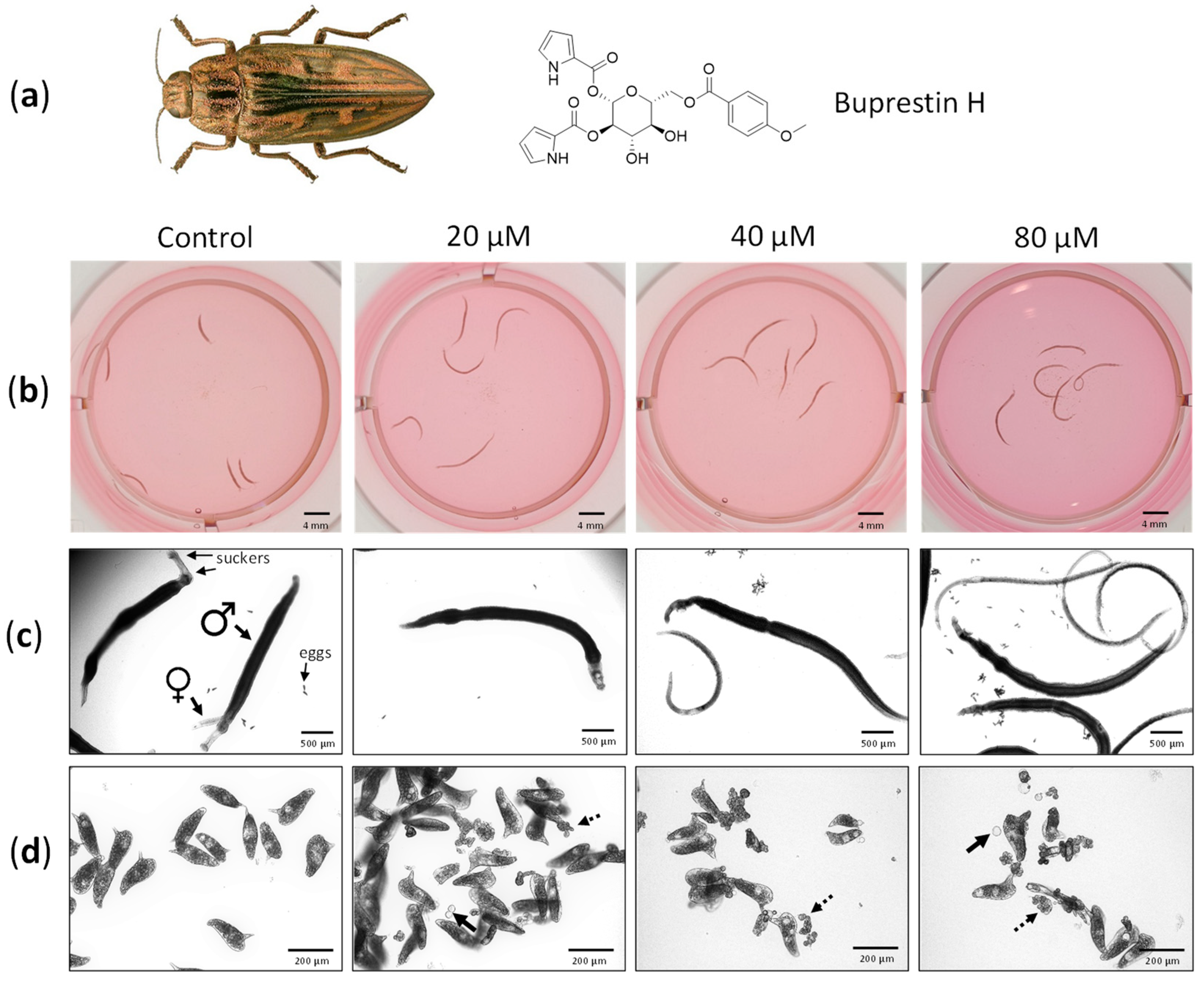 Pharmaceuticals 15 00119 g004