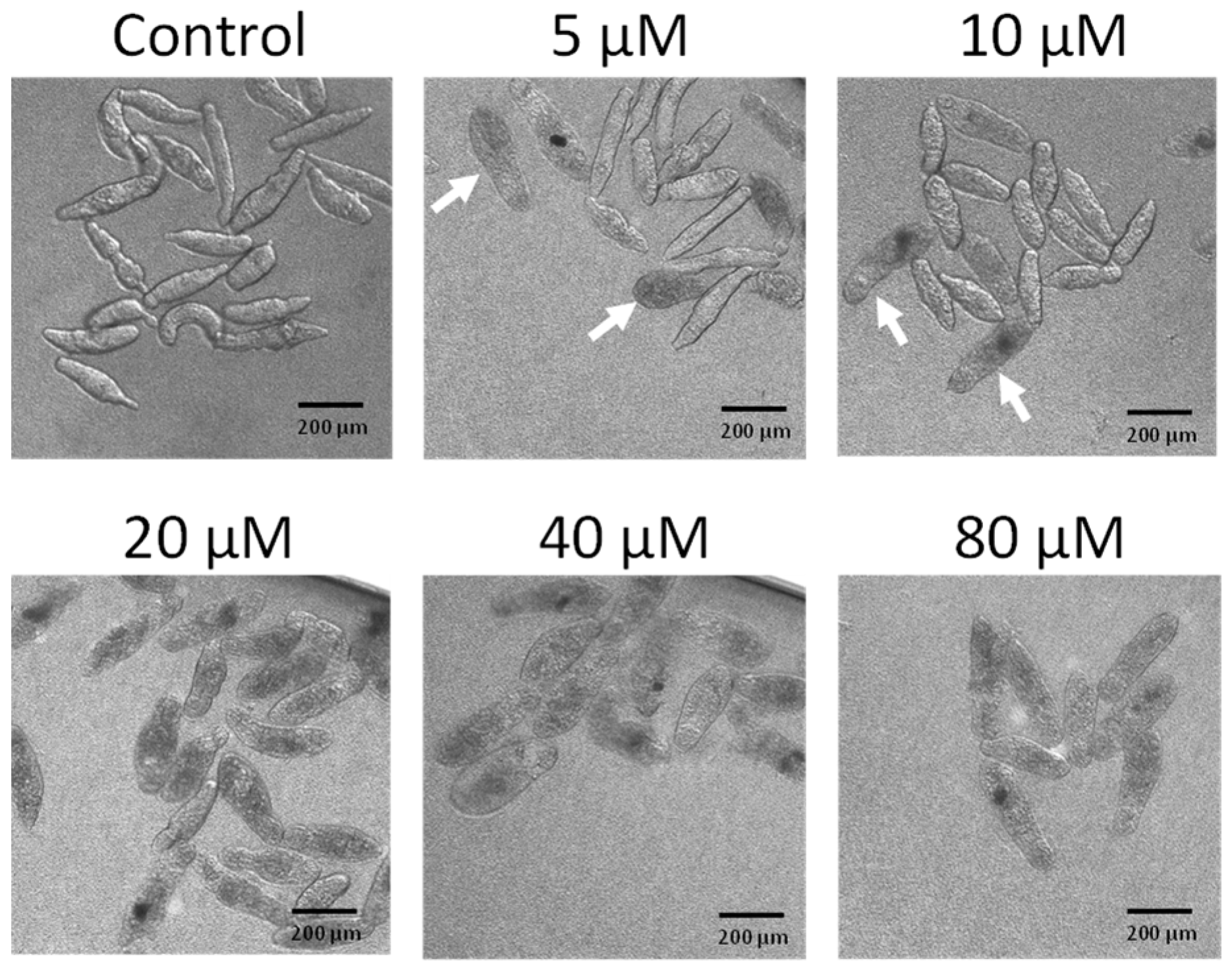 Pharmaceuticals 15 00119 g005