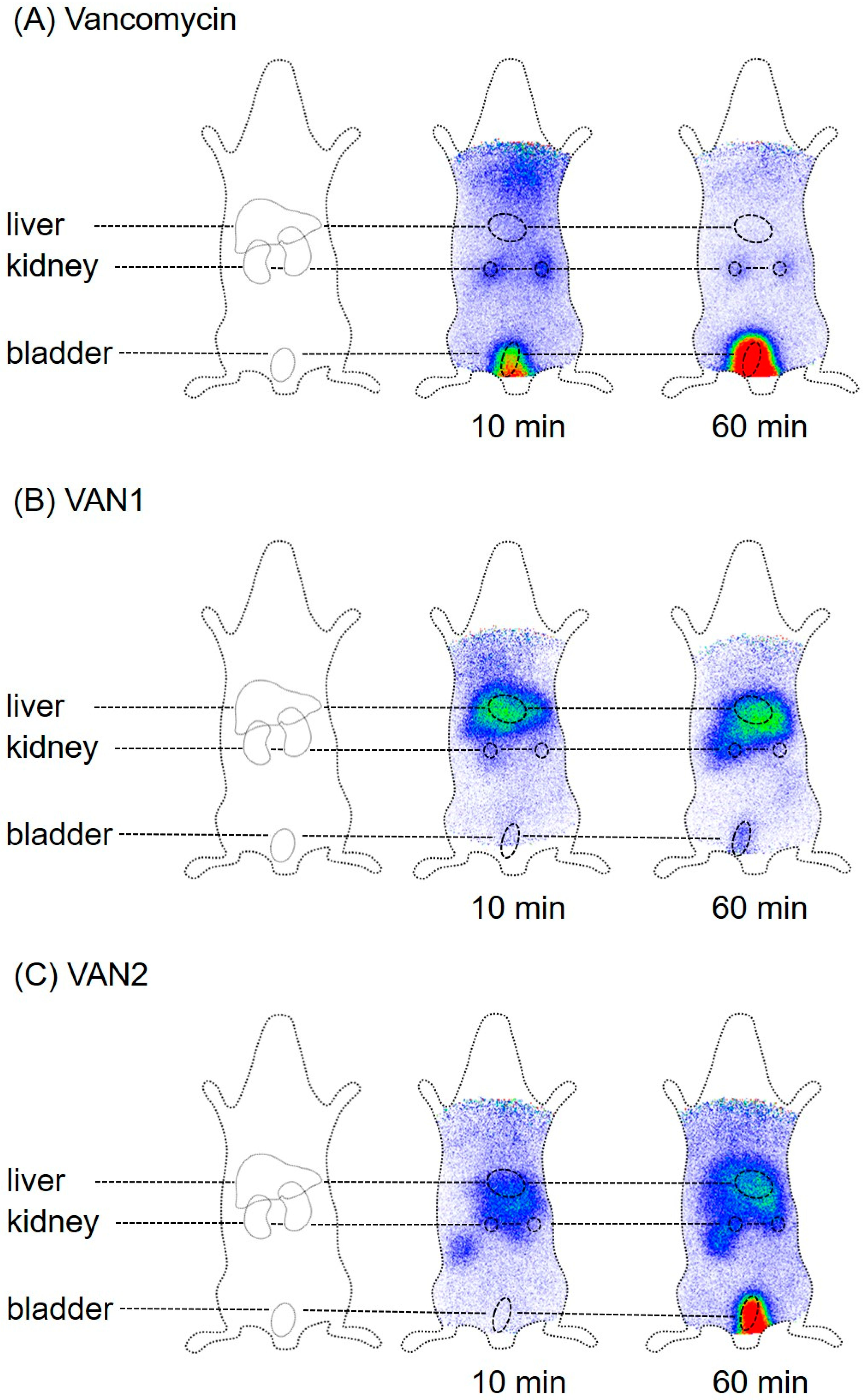 Pharmaceuticals 15 00159 g005