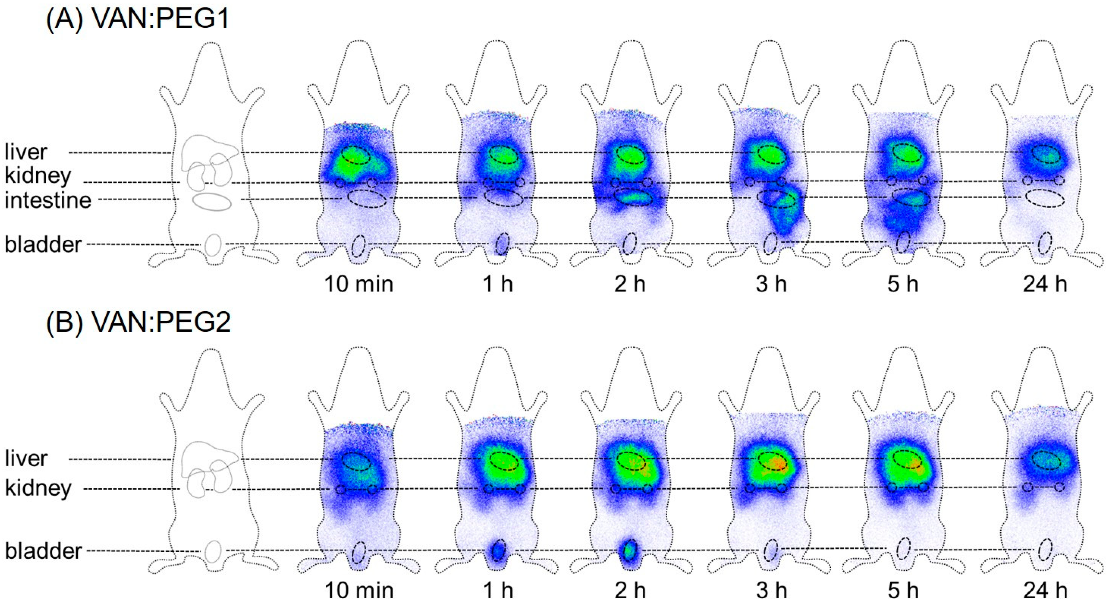 Pharmaceuticals 15 00159 g006