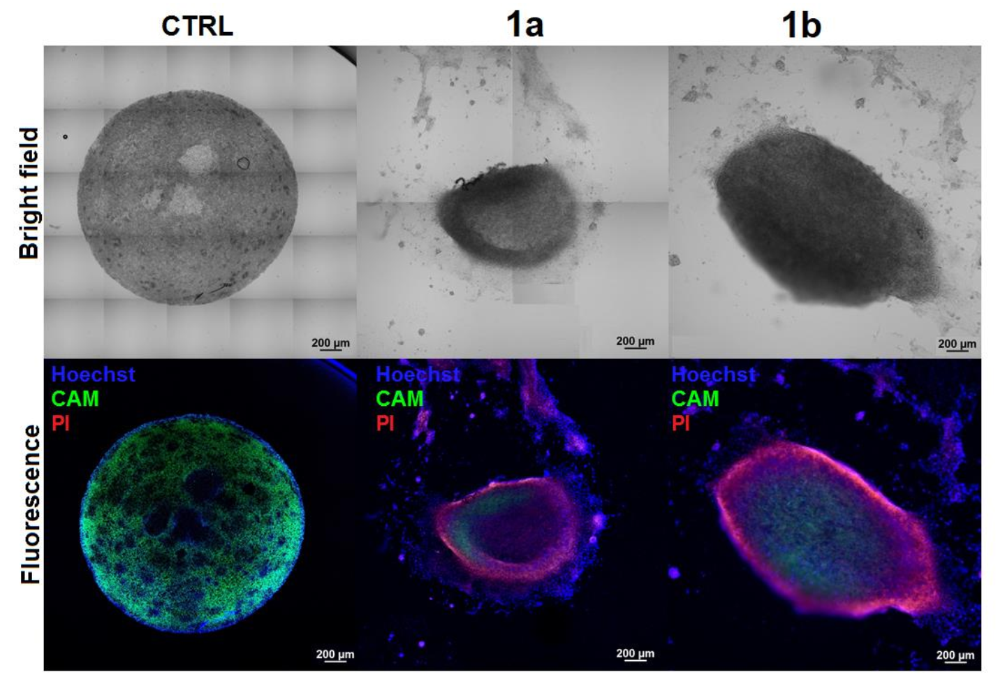 Pharmaceuticals 15 00169 g007