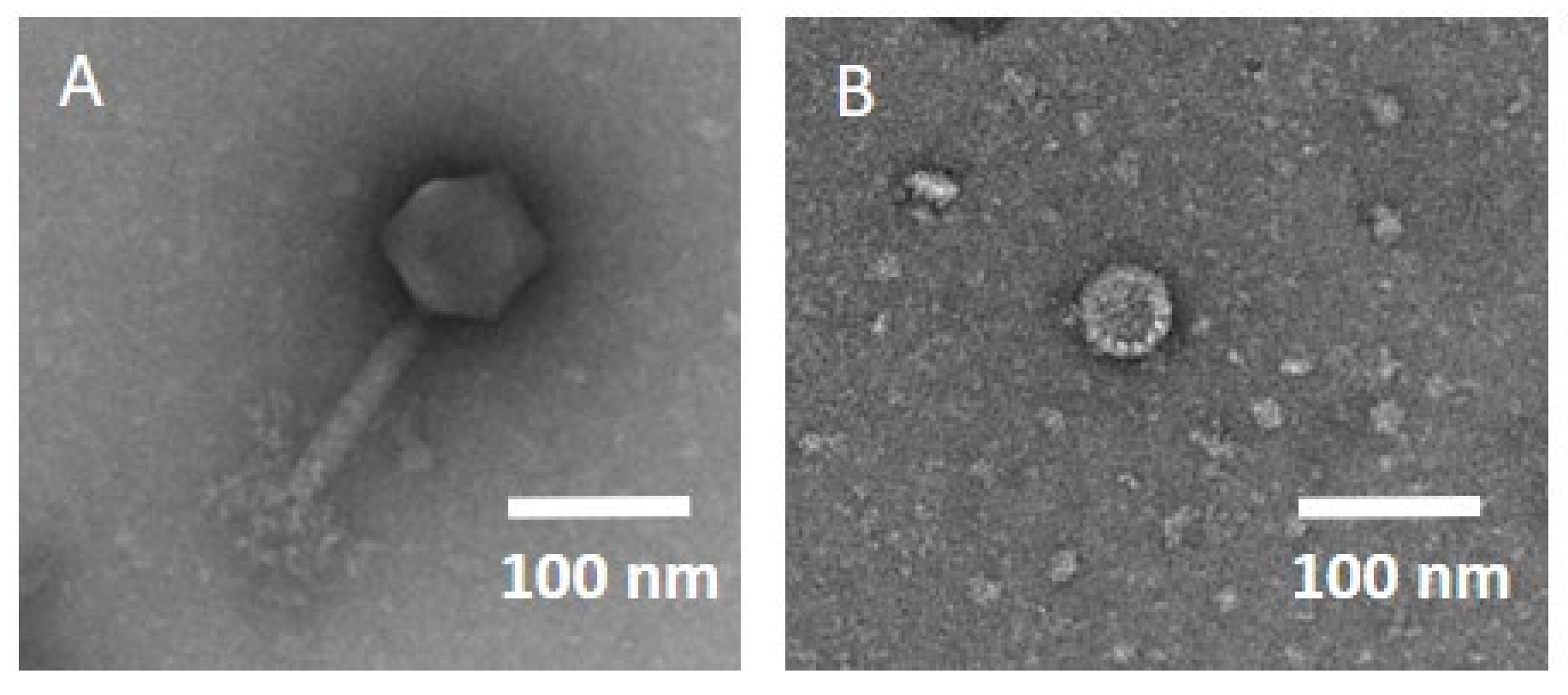 Pharmaceuticals 15 00186 g002