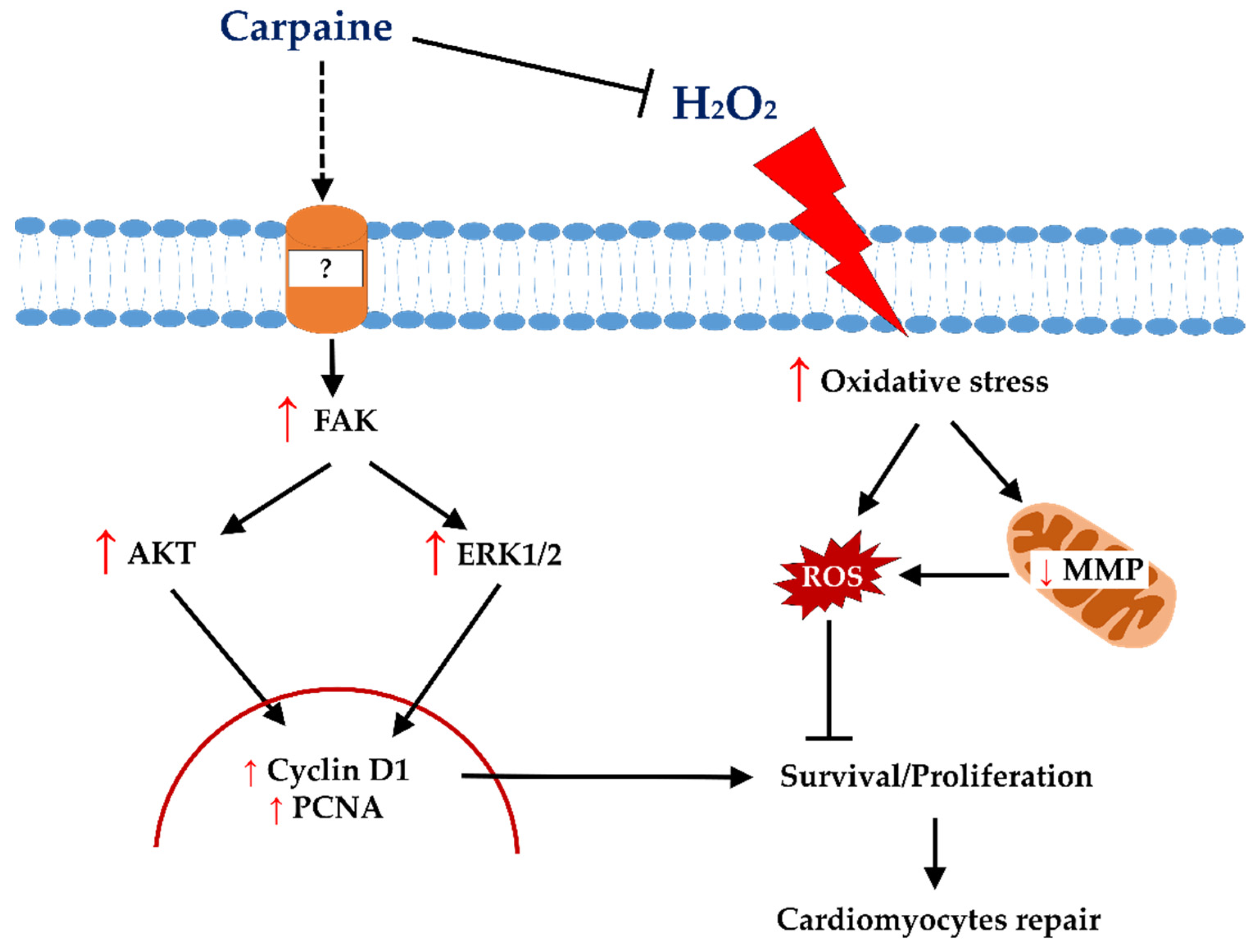 Pharmaceuticals 15 00230 g005