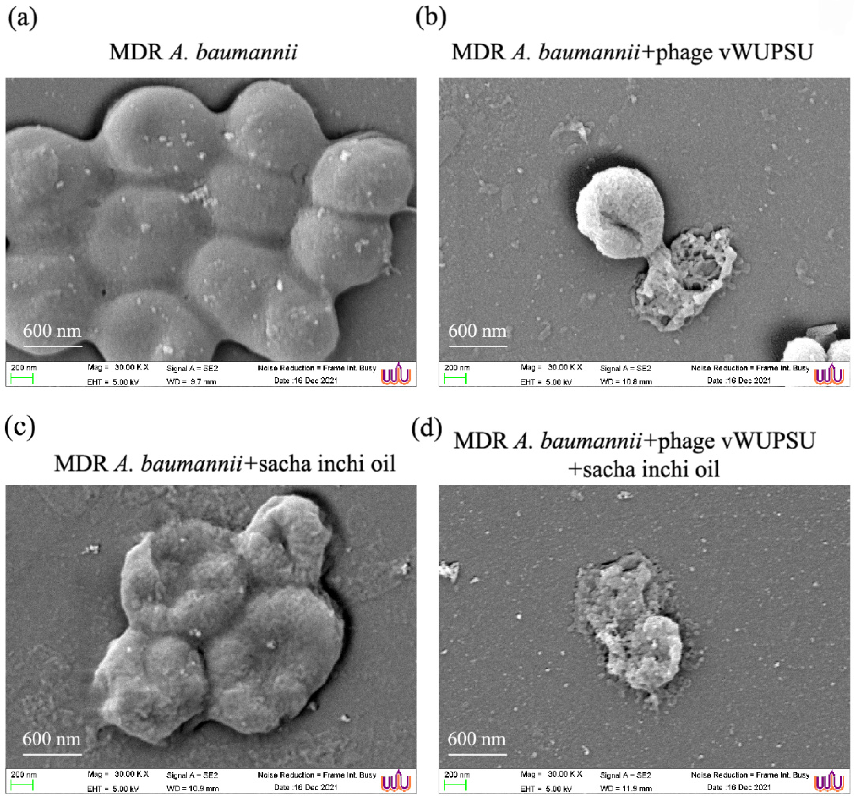 Pharmaceuticals 15 00291 g009