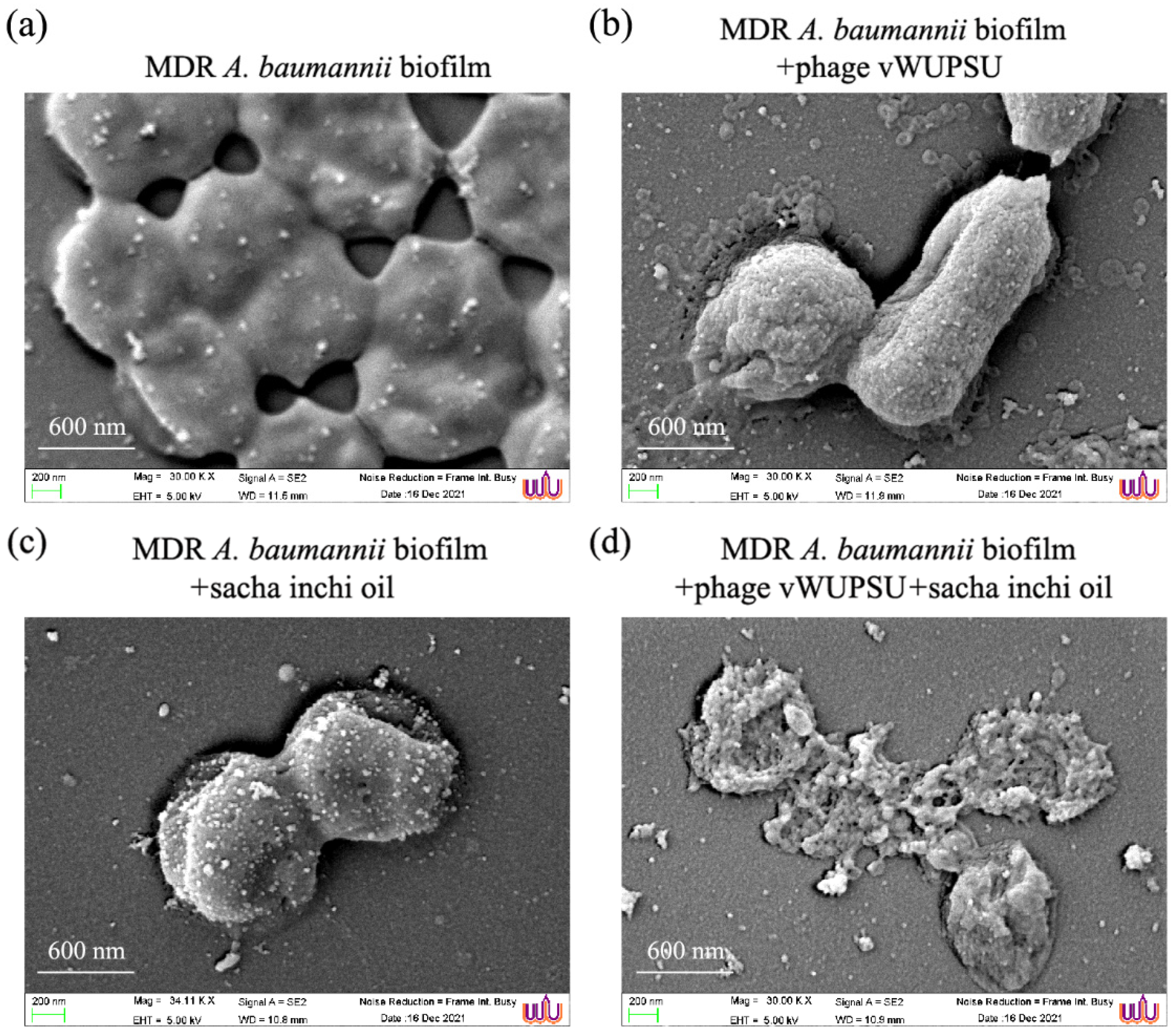 Pharmaceuticals 15 00291 g011