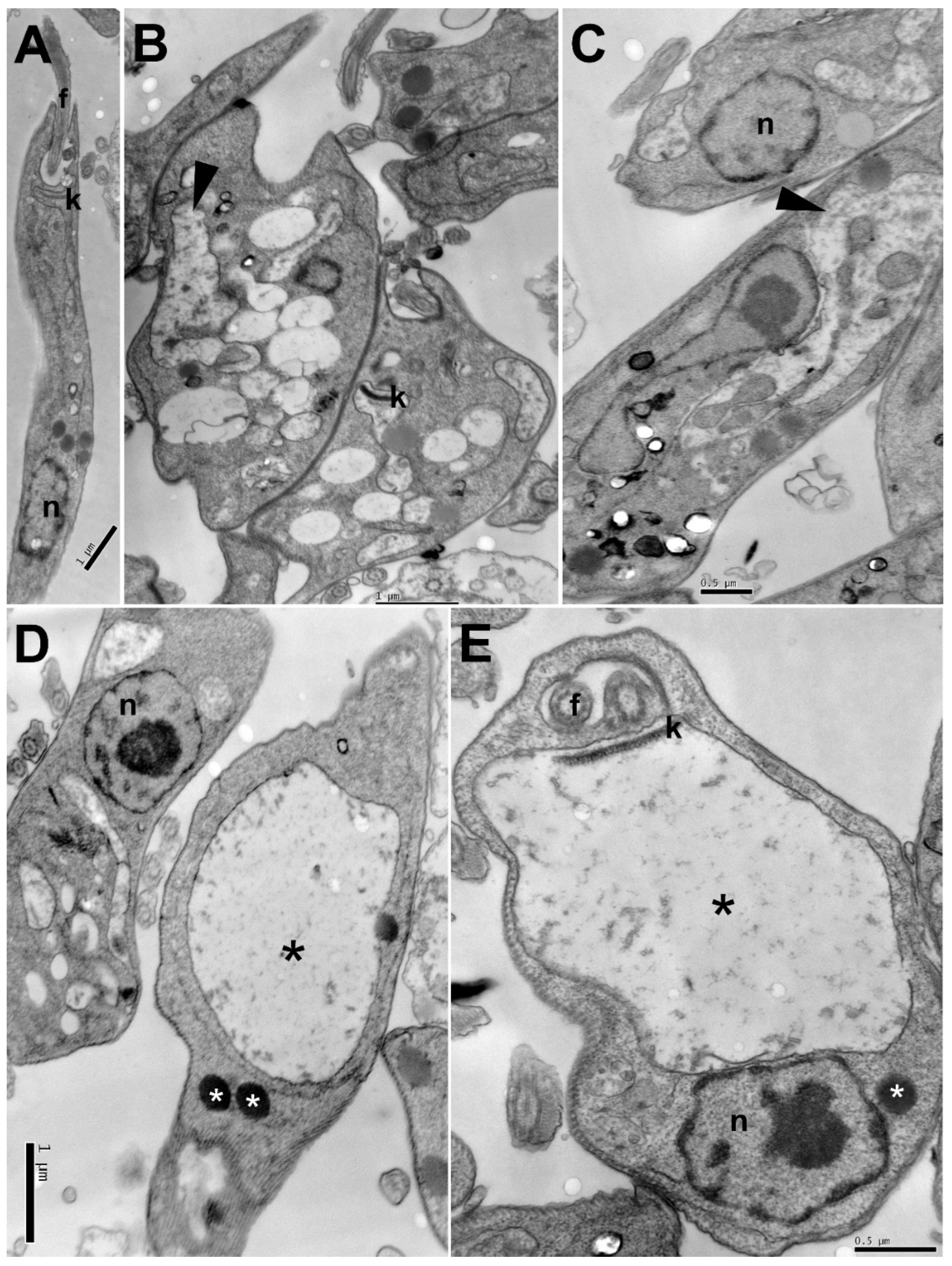 Pharmaceuticals 15 00331 g003