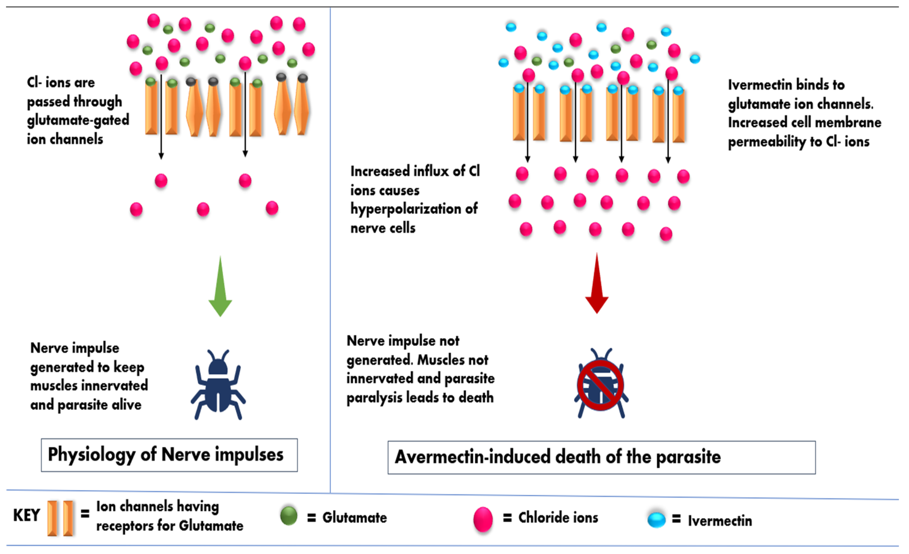 Pharmaceuticals 15 00332 g003