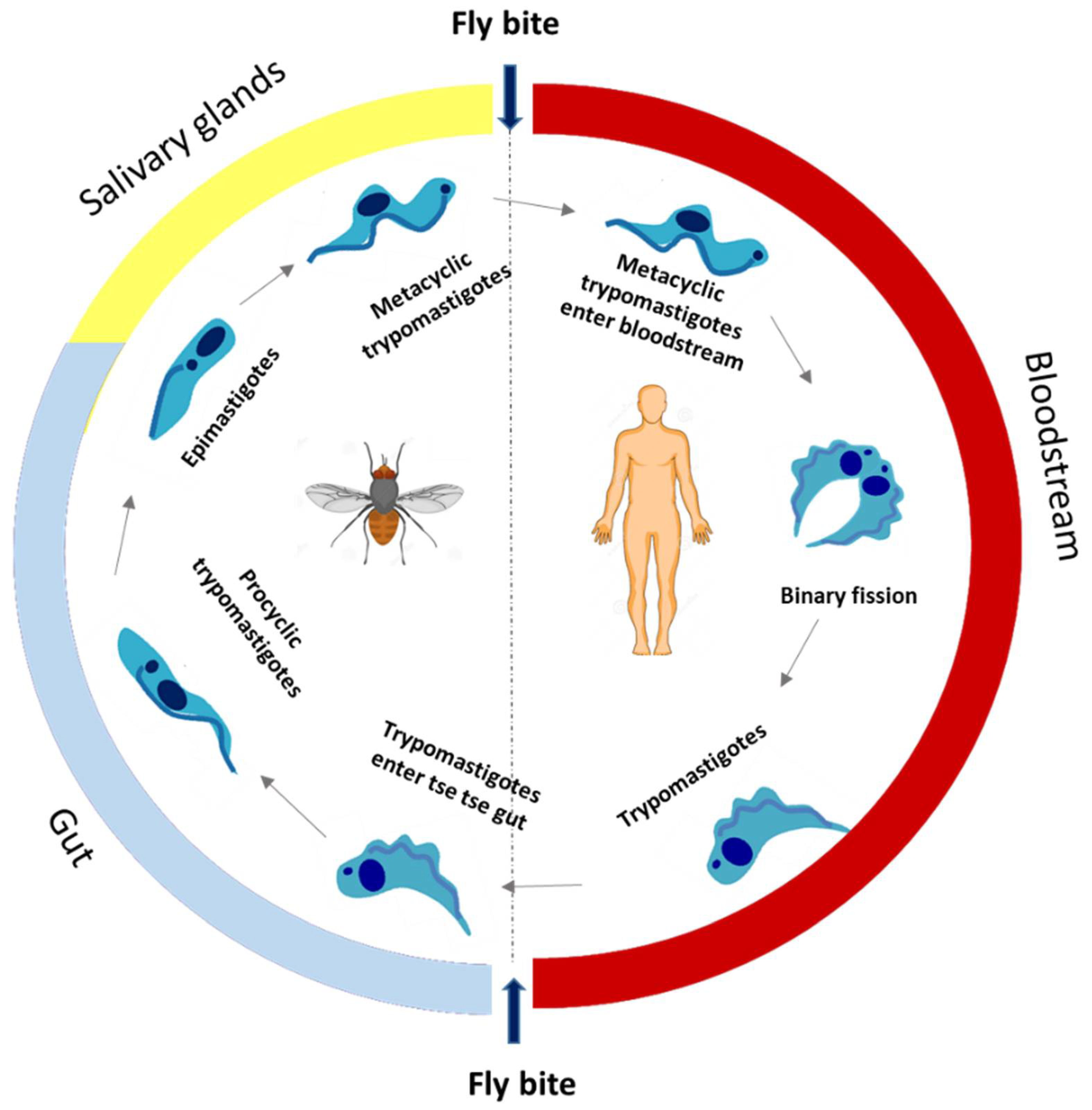 Pharmaceuticals 15 00340 g001