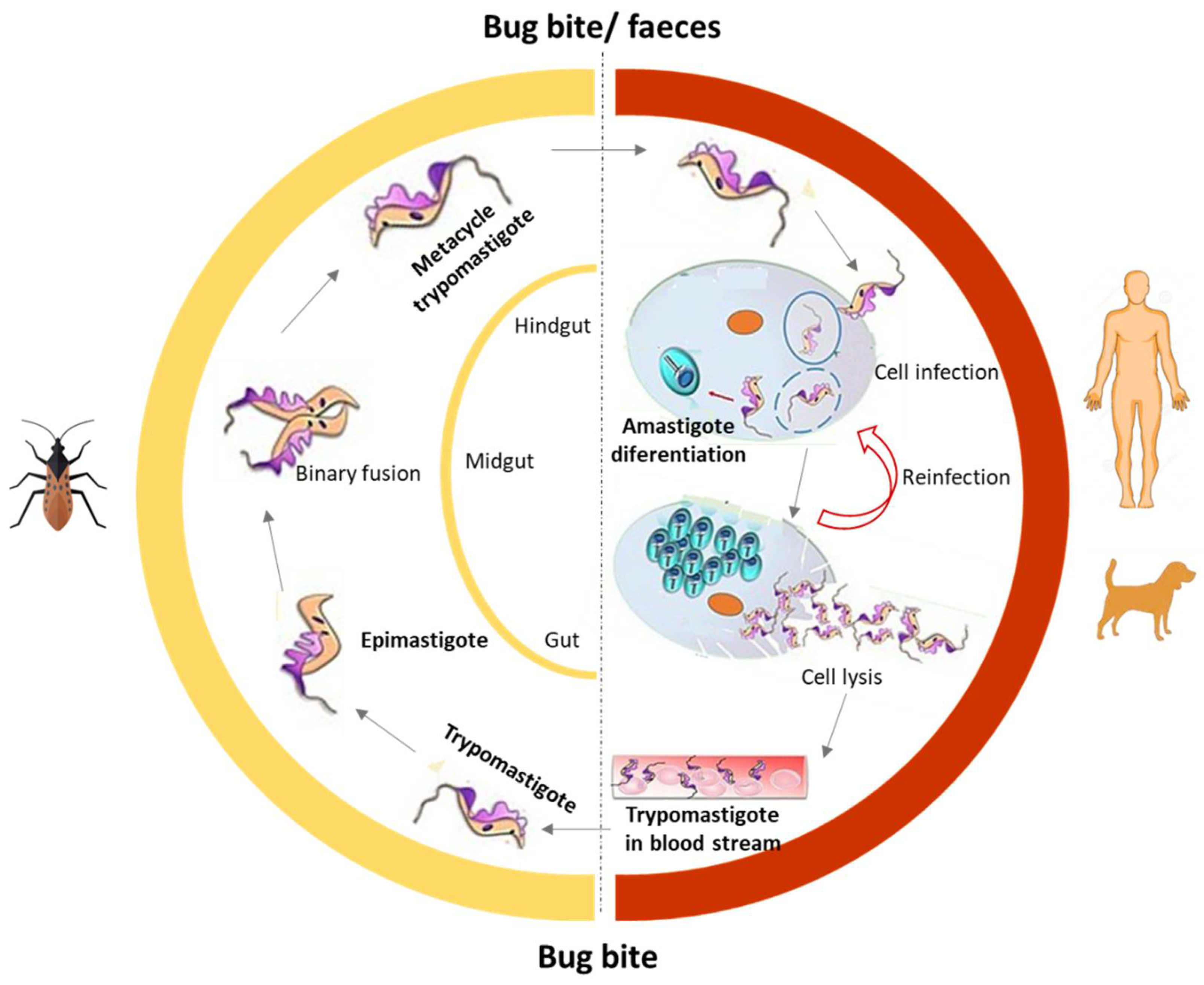 Pharmaceuticals 15 00340 g002