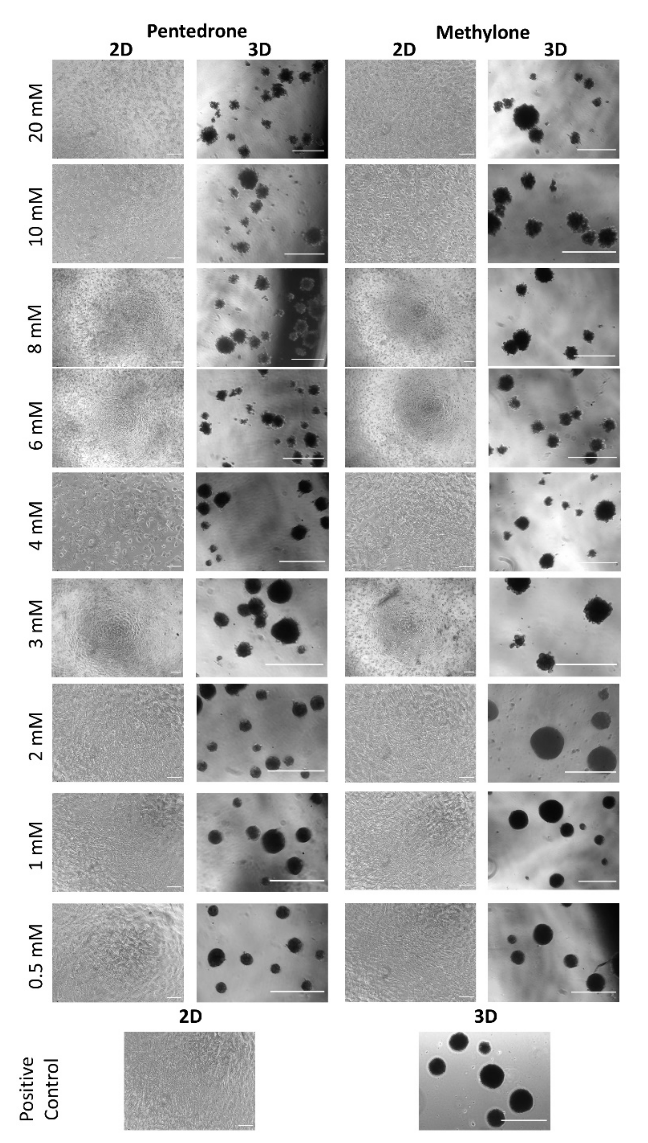 Pharmaceuticals 15 00368 g004