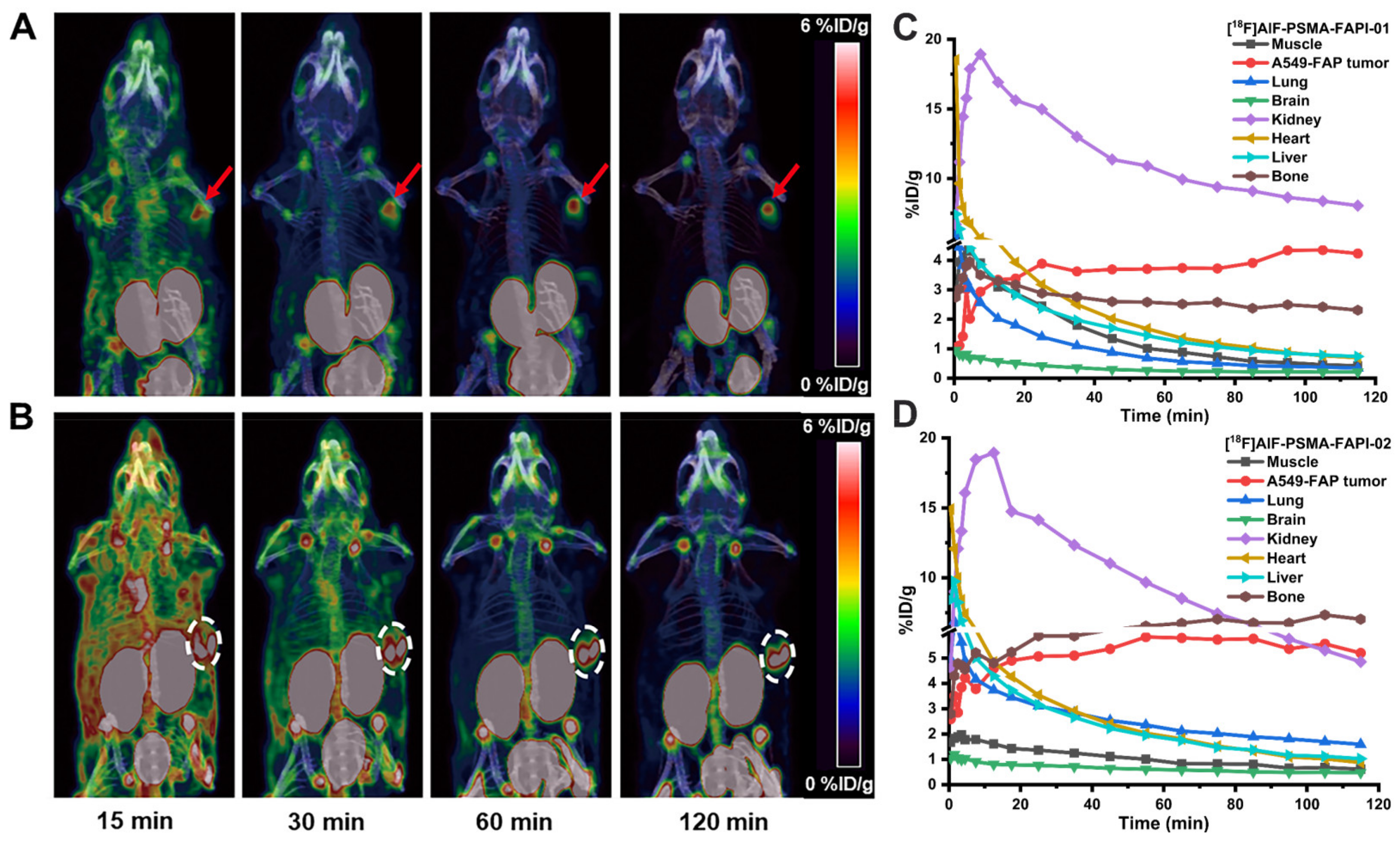 Pharmaceuticals 15 00383 g006