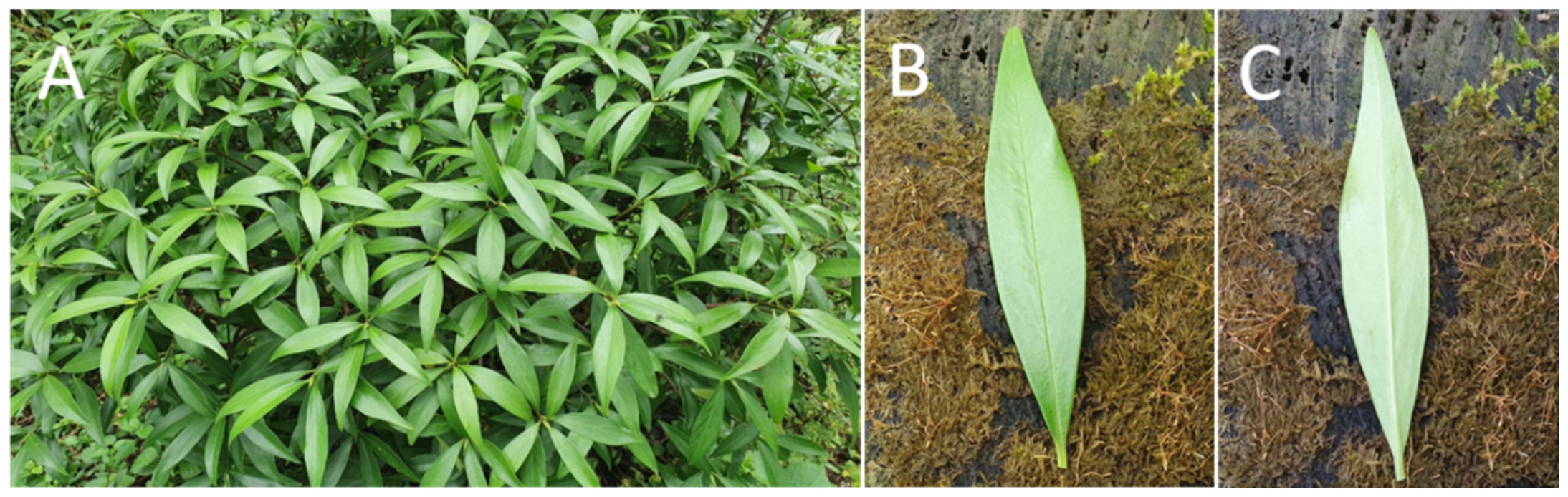 Pharmaceuticals 15 00387 g010