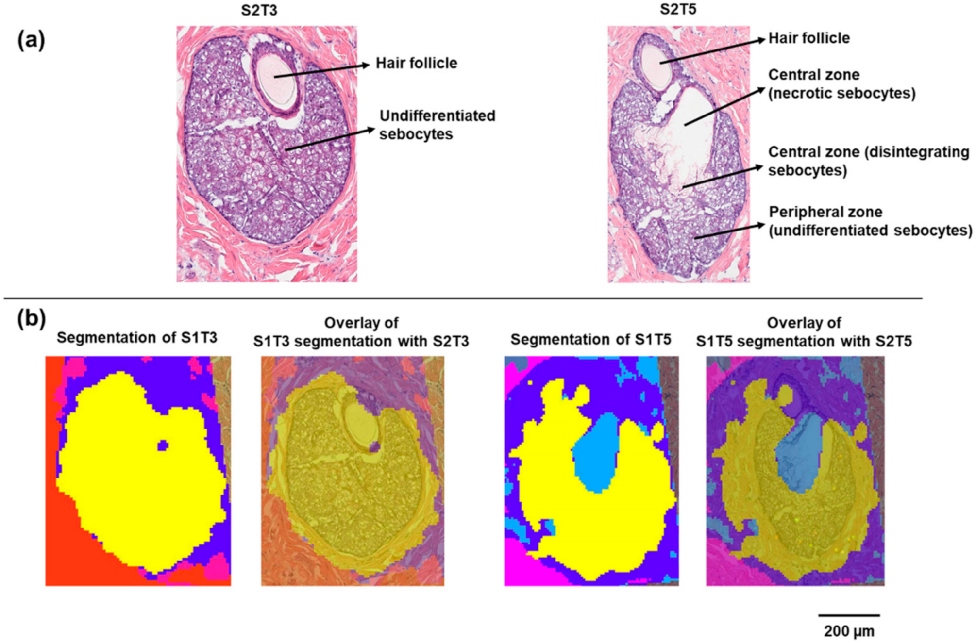 Pharmaceuticals 15 00411 g001
