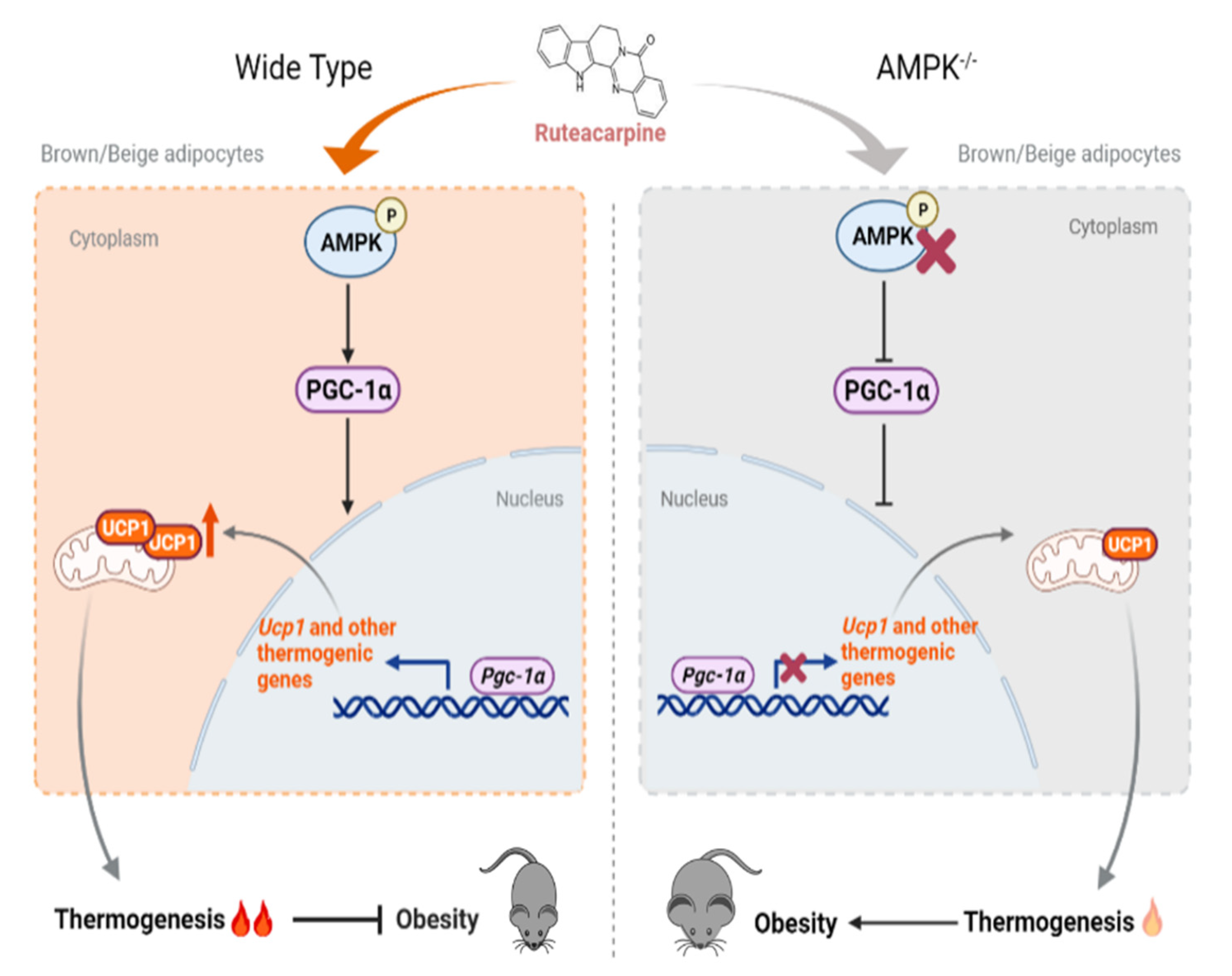 Pharmaceuticals 15 00469 g008
