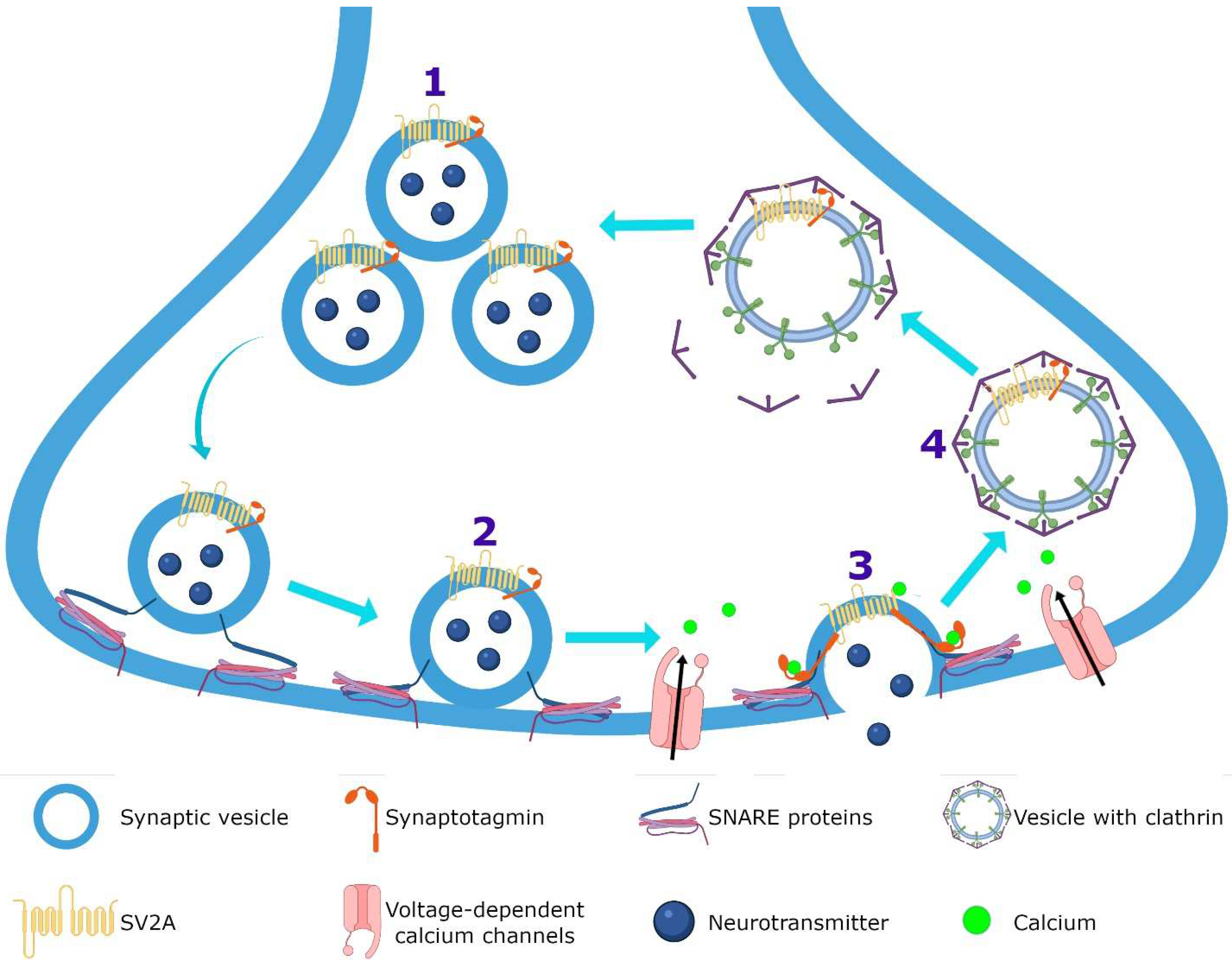 Pharmaceuticals 15 00475 g003