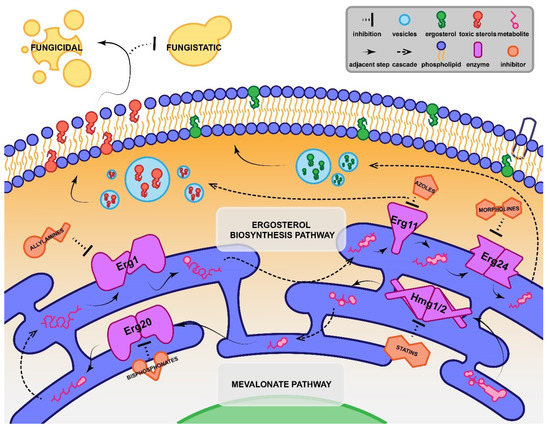 Pharmaceuticals 15 00482 g002