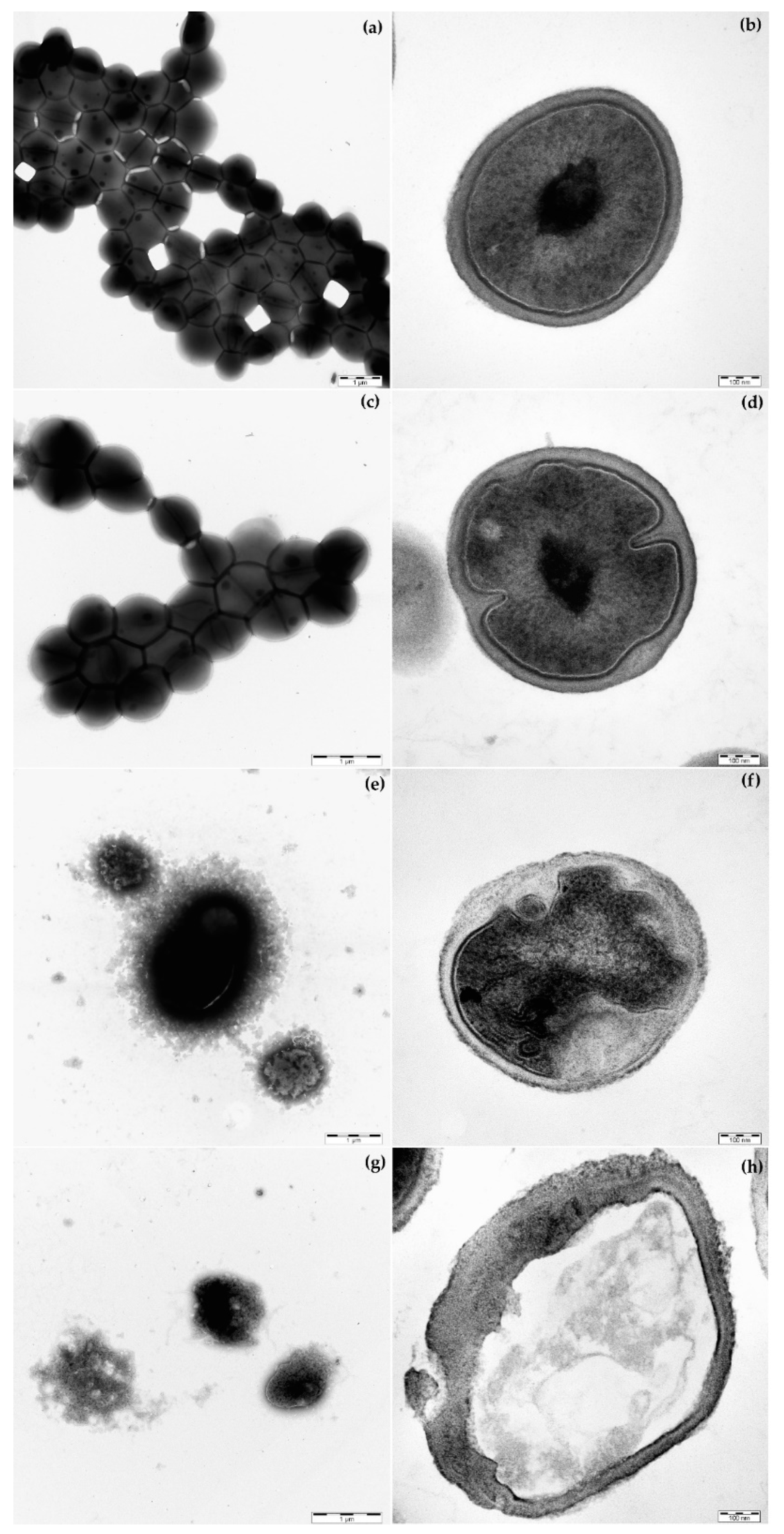 Pharmaceuticals 15 00534 g002