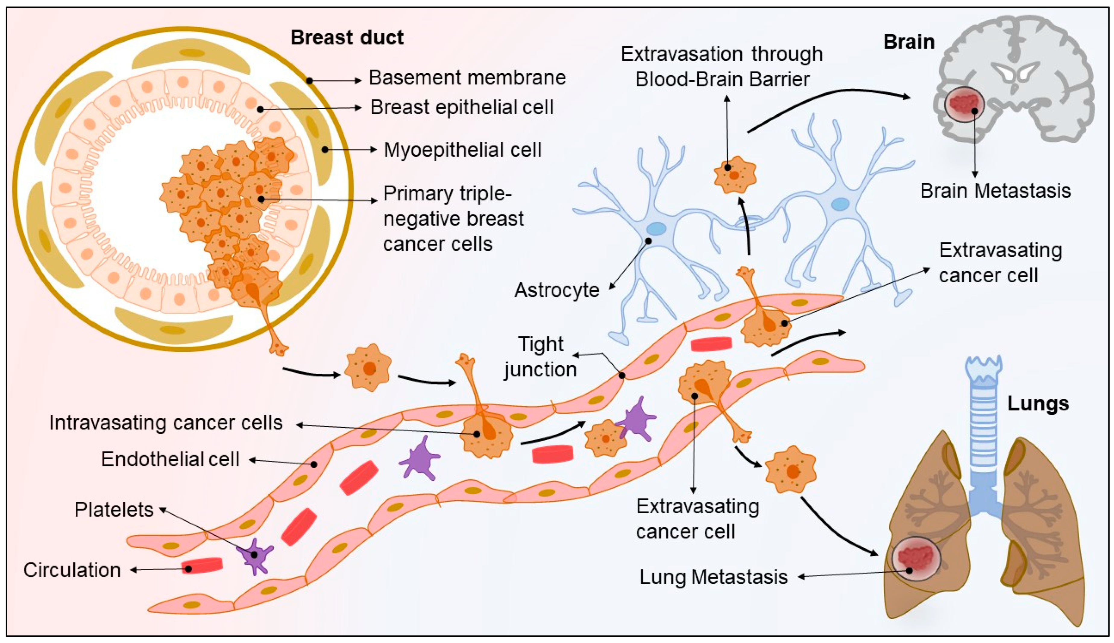 Pharmaceuticals 15 00542 g001